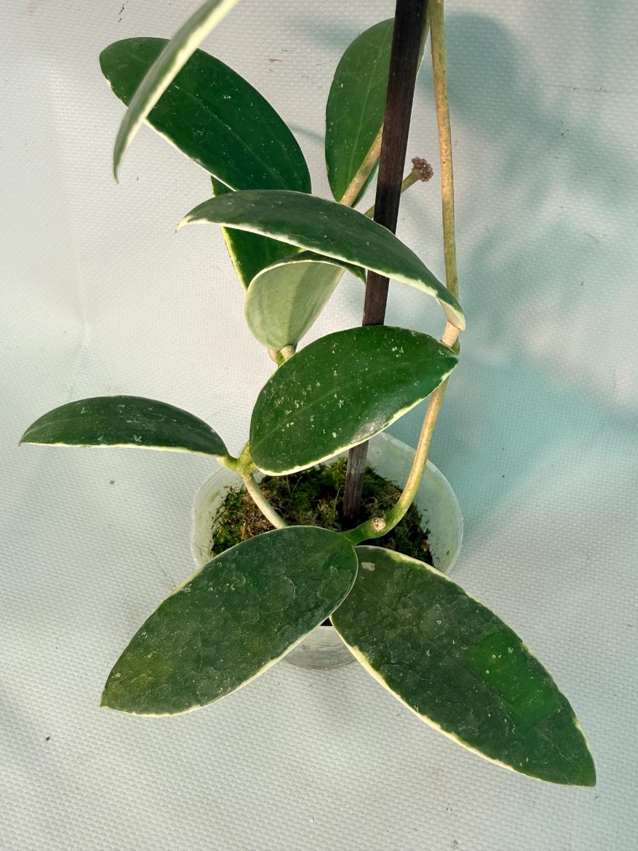 Hoya Acuta Albomarginata with flowers 08