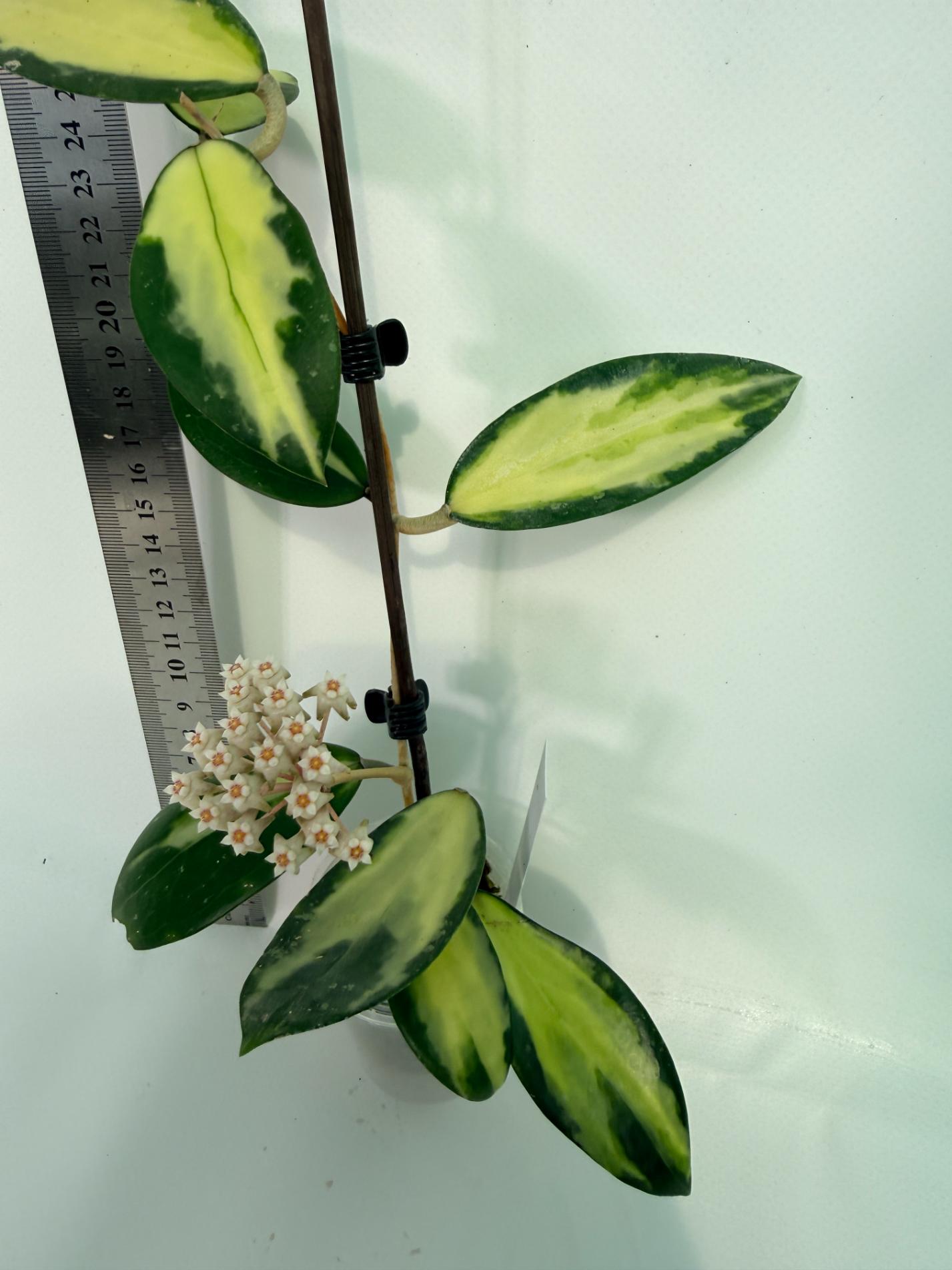 Hoya Acuta Variegata with FLOWERS 5