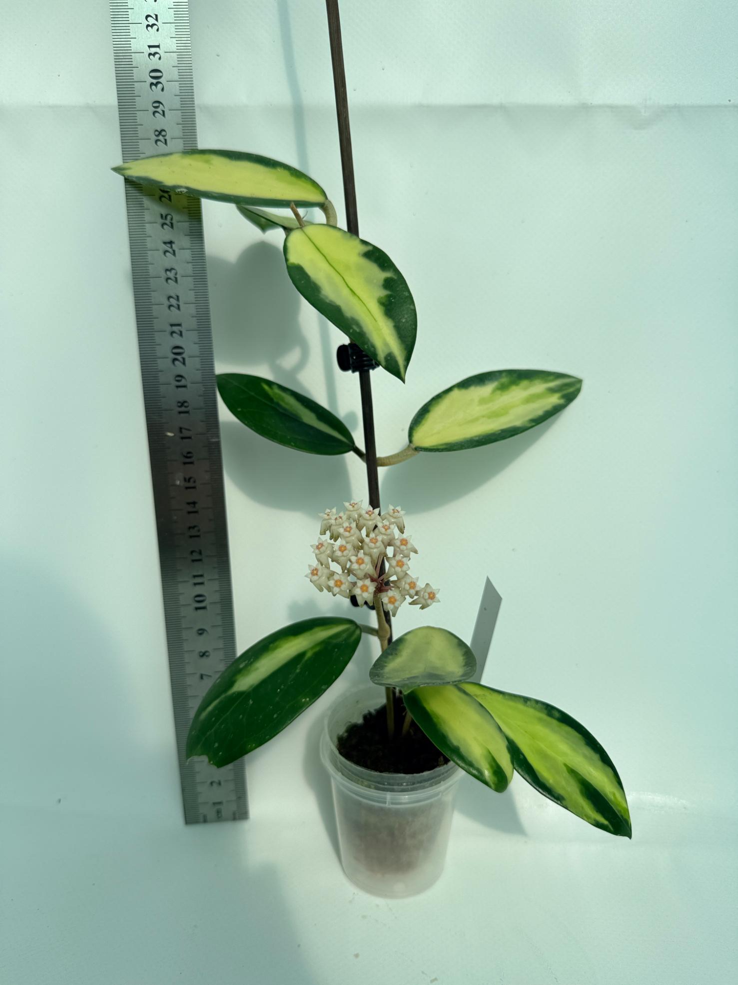 Hoya Acuta Variegata with FLOWERS 1