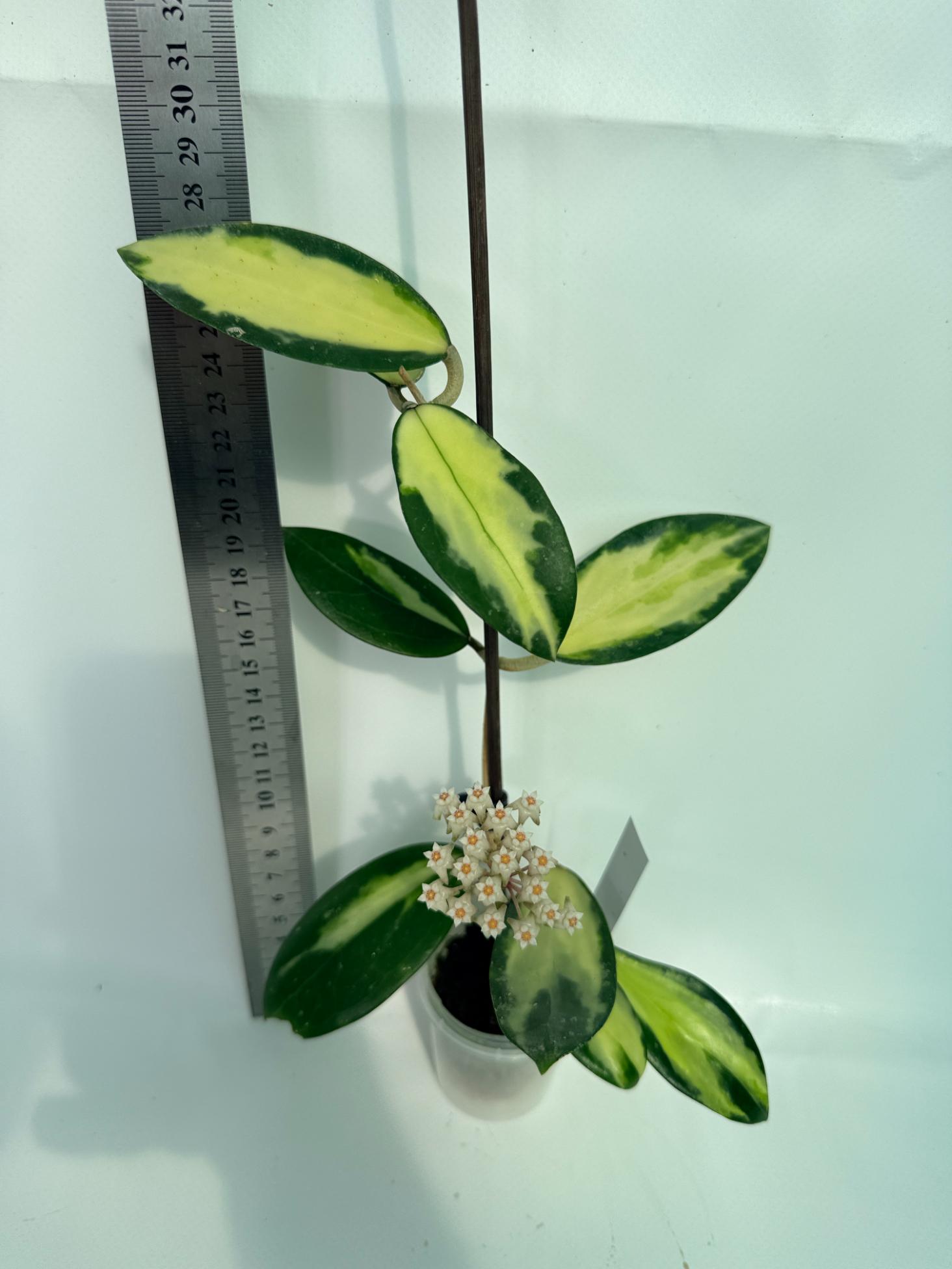 Hoya Acuta Variegata with FLOWERS 6