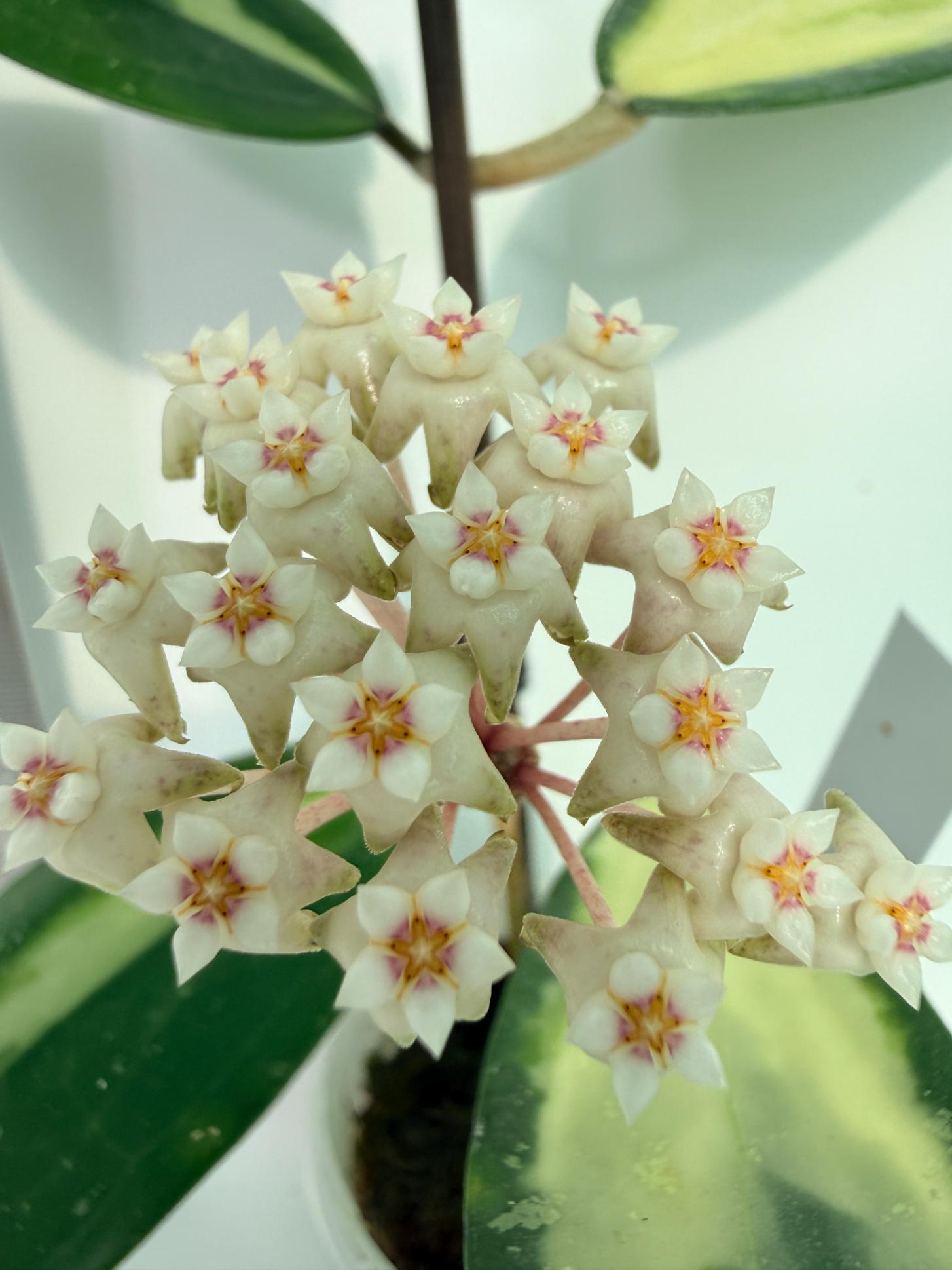 Hoya Acuta Variegata with FLOWERS 3