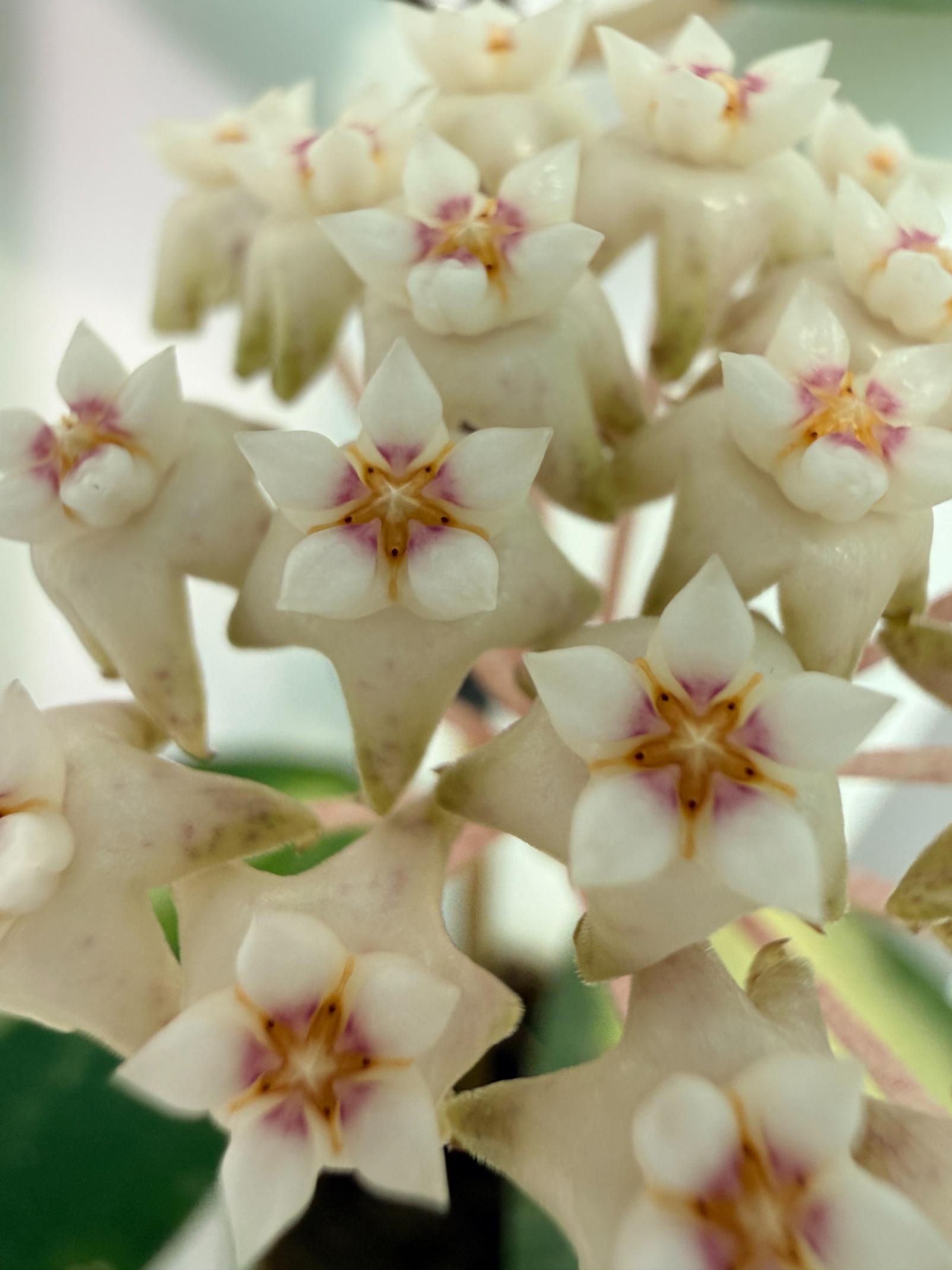 Hoya Acuta Variegata with FLOWERS 2