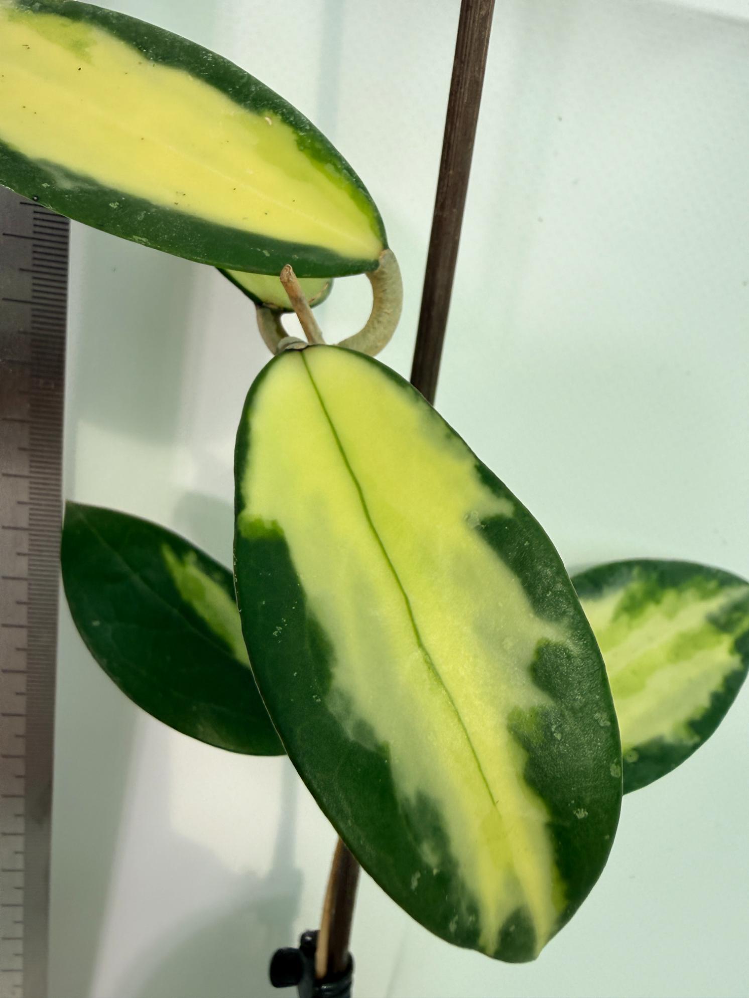 Hoya Acuta Variegata with FLOWERS 7