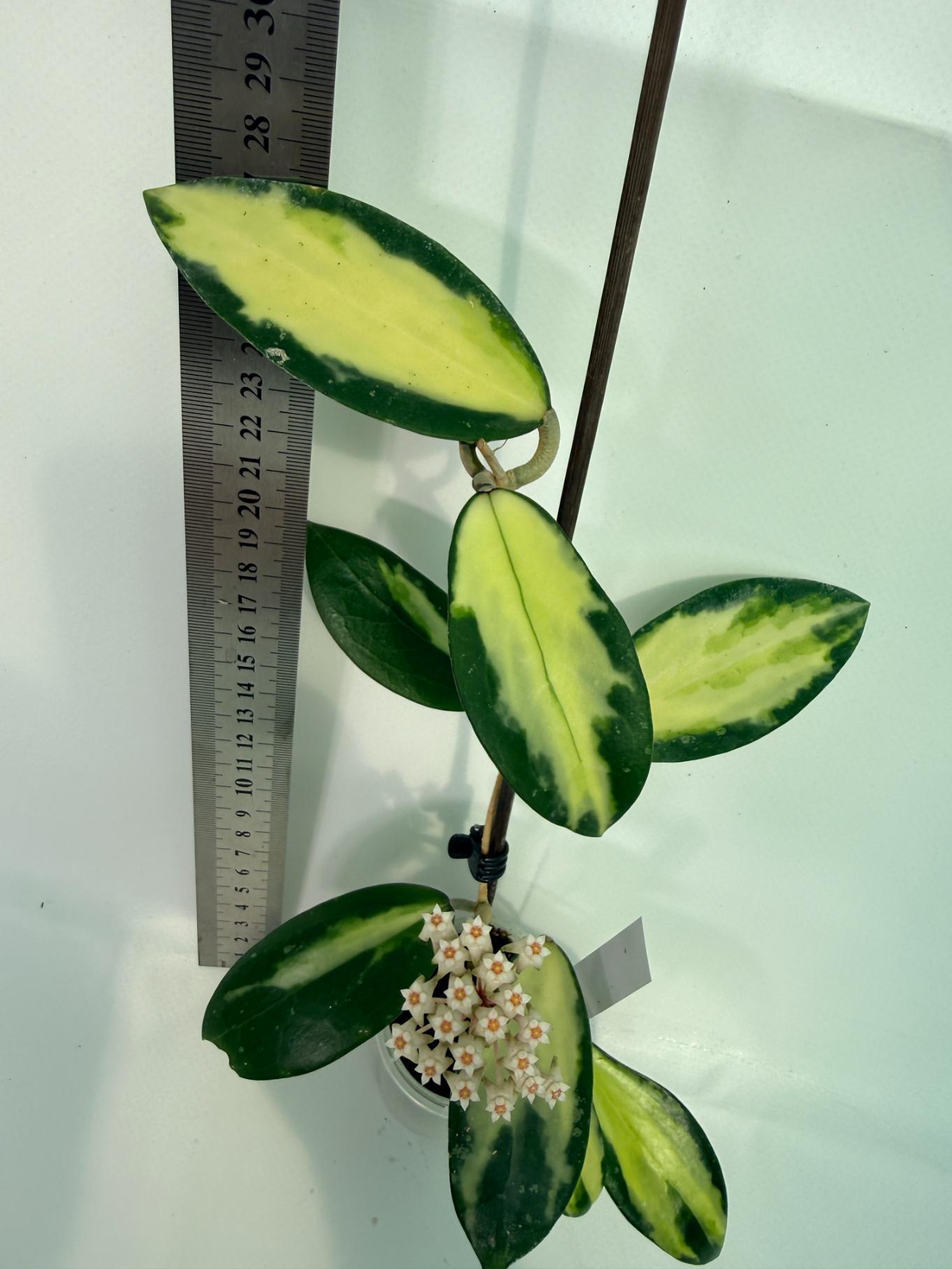 Hoya Acuta Variegata with FLOWERS 8