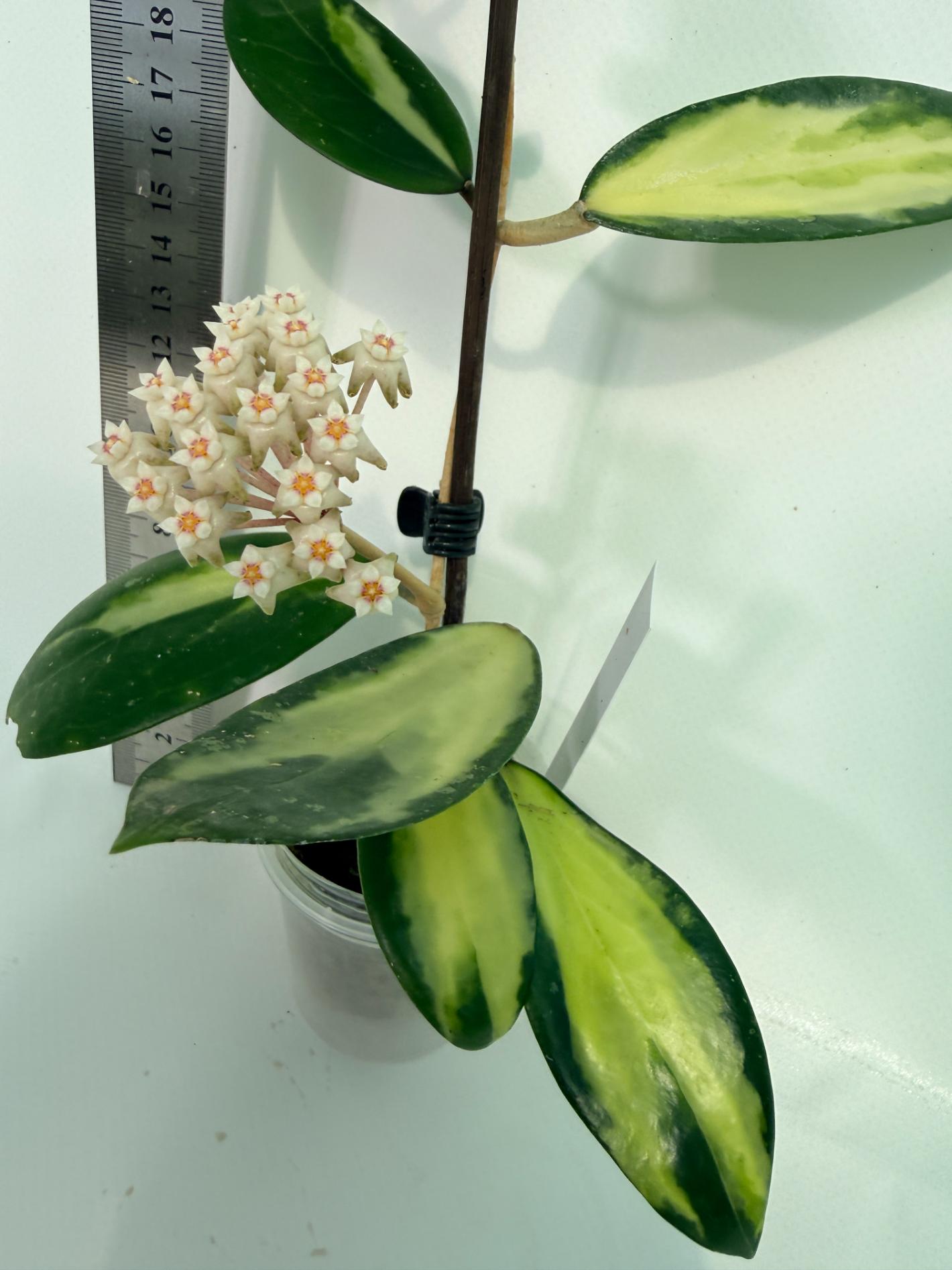 Hoya Acuta Variegata with FLOWERS 4