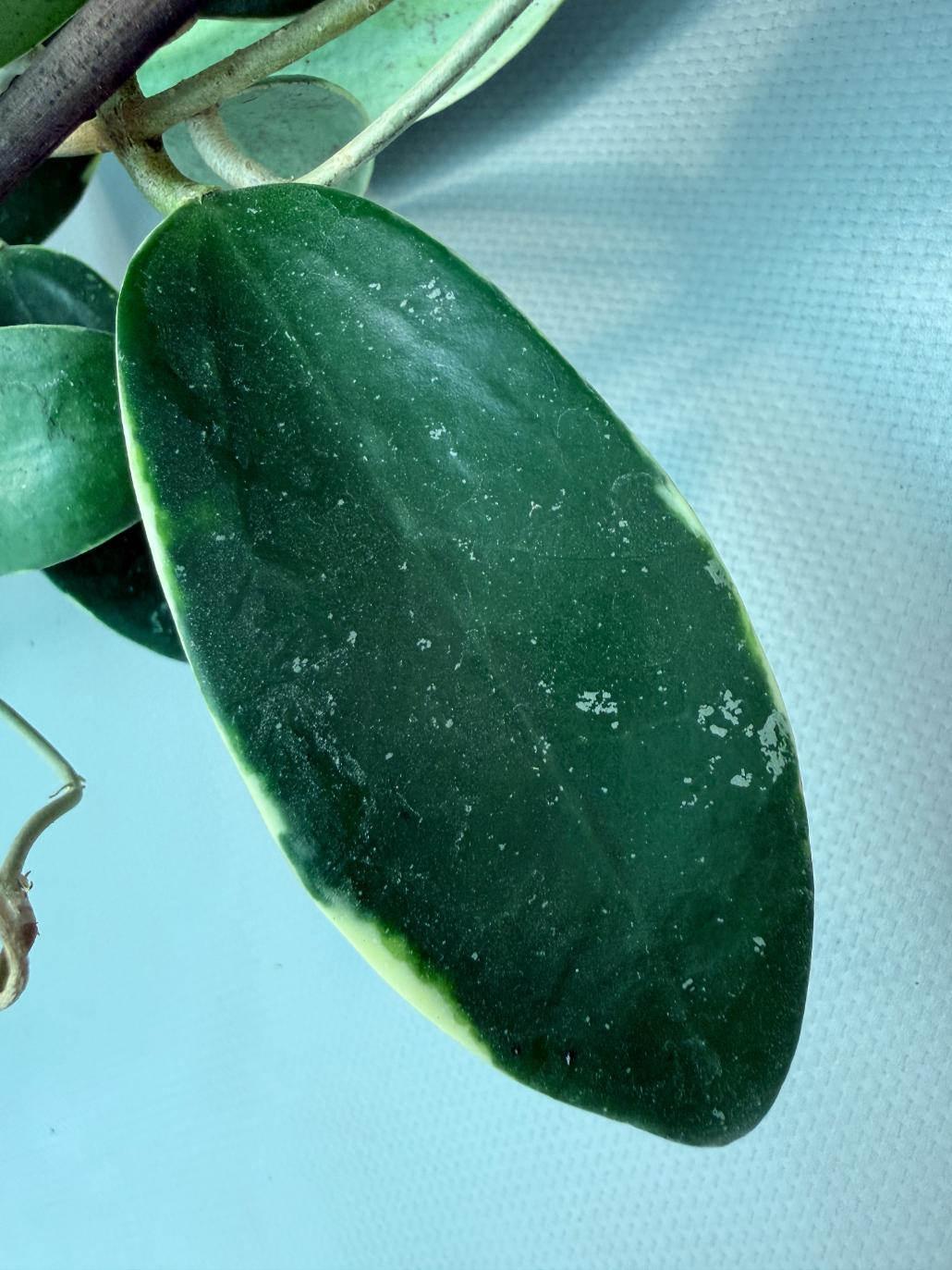Hoya Acuta Albomarginata with flowers 9