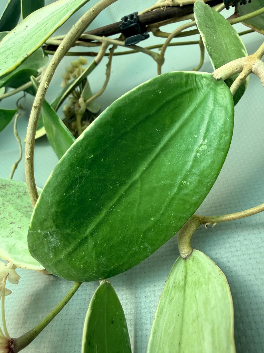 Hoya Acuta Albomarginata with flowers 10
