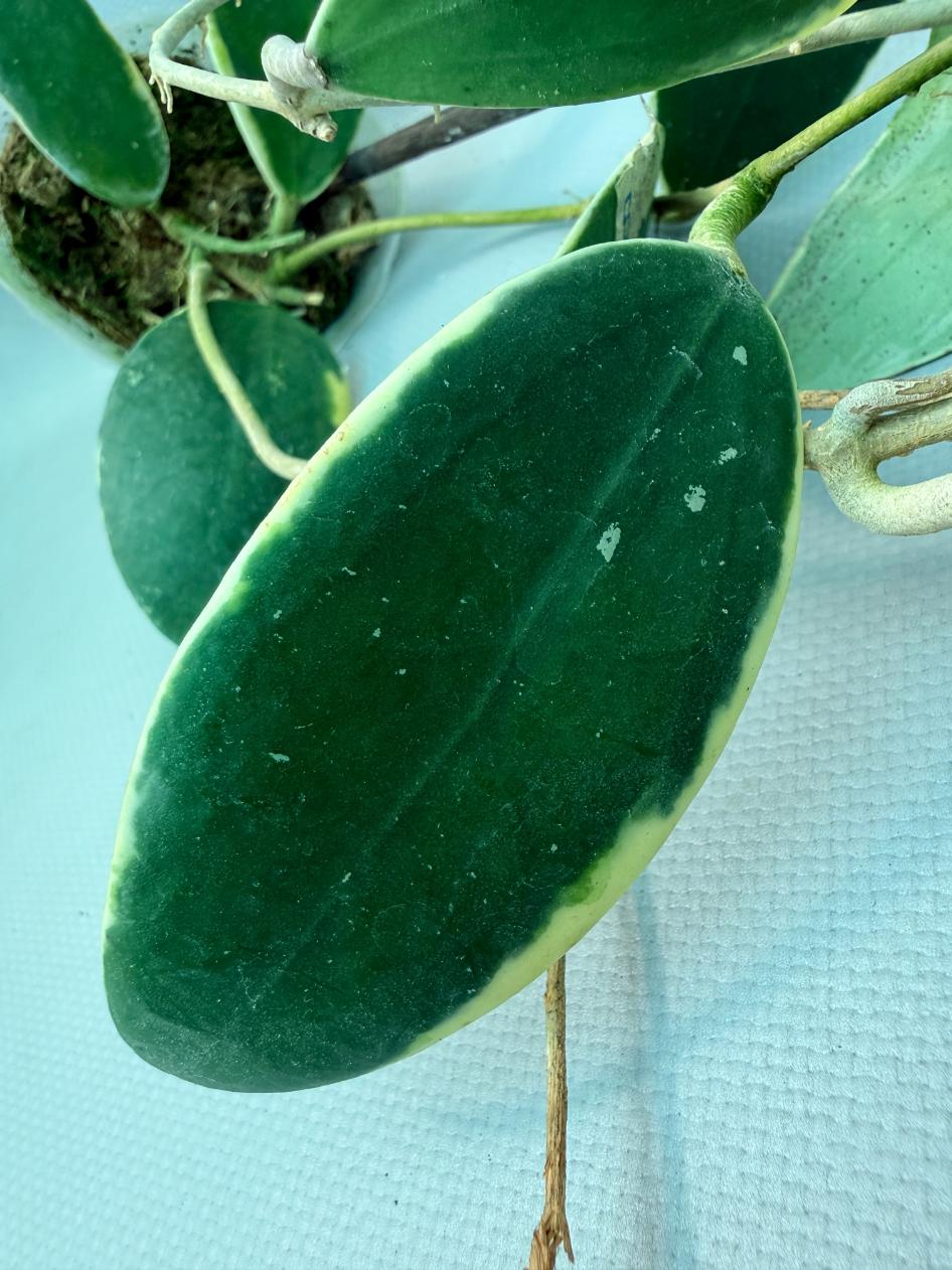 Hoya Acuta Albomarginata with flowers 11