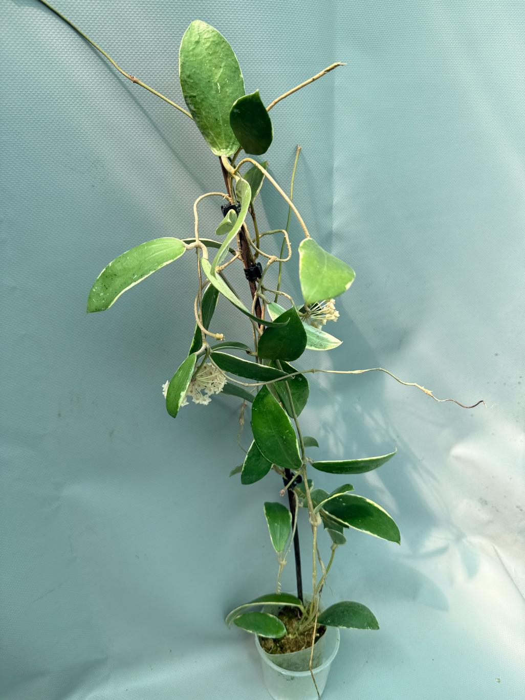 Hoya Acuta Albomarginata with flowers 2