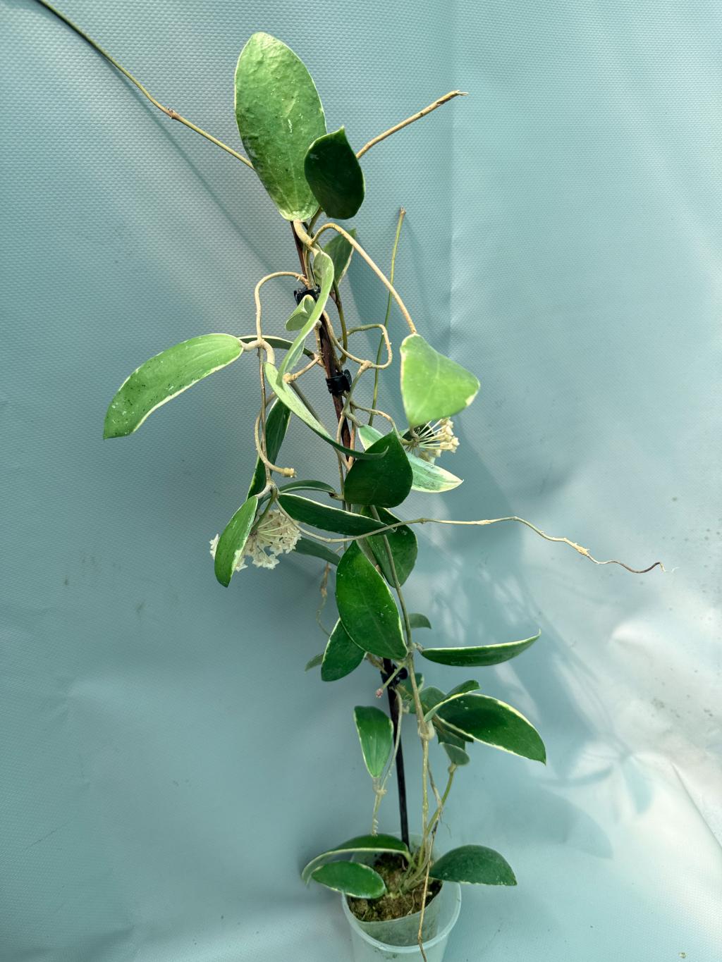Hoya Acuta Albomarginata with flowers 3