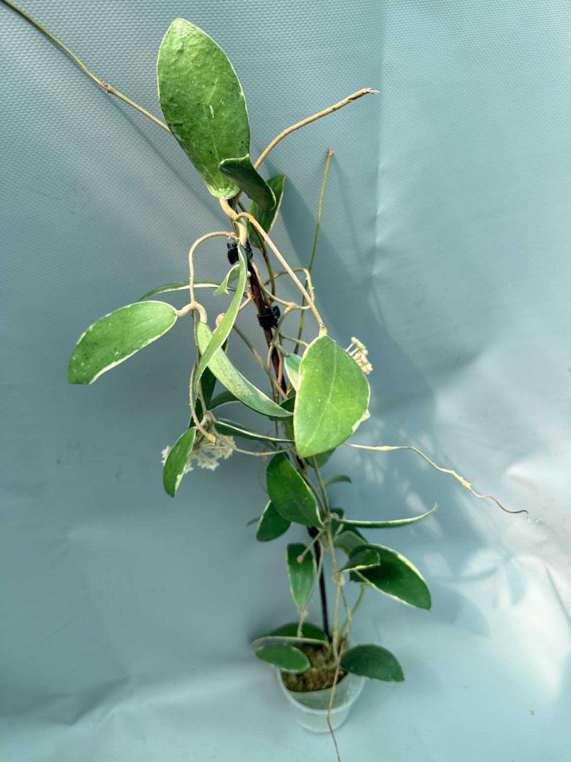 Hoya Acuta Albomarginata with flowers 4