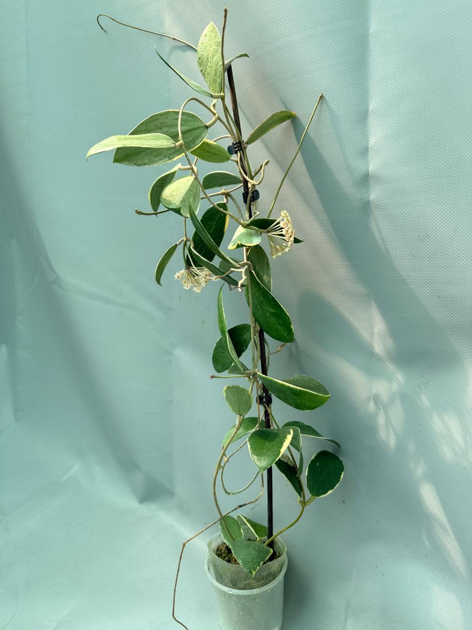 Hoya Acuta Albomarginata with flowers 5