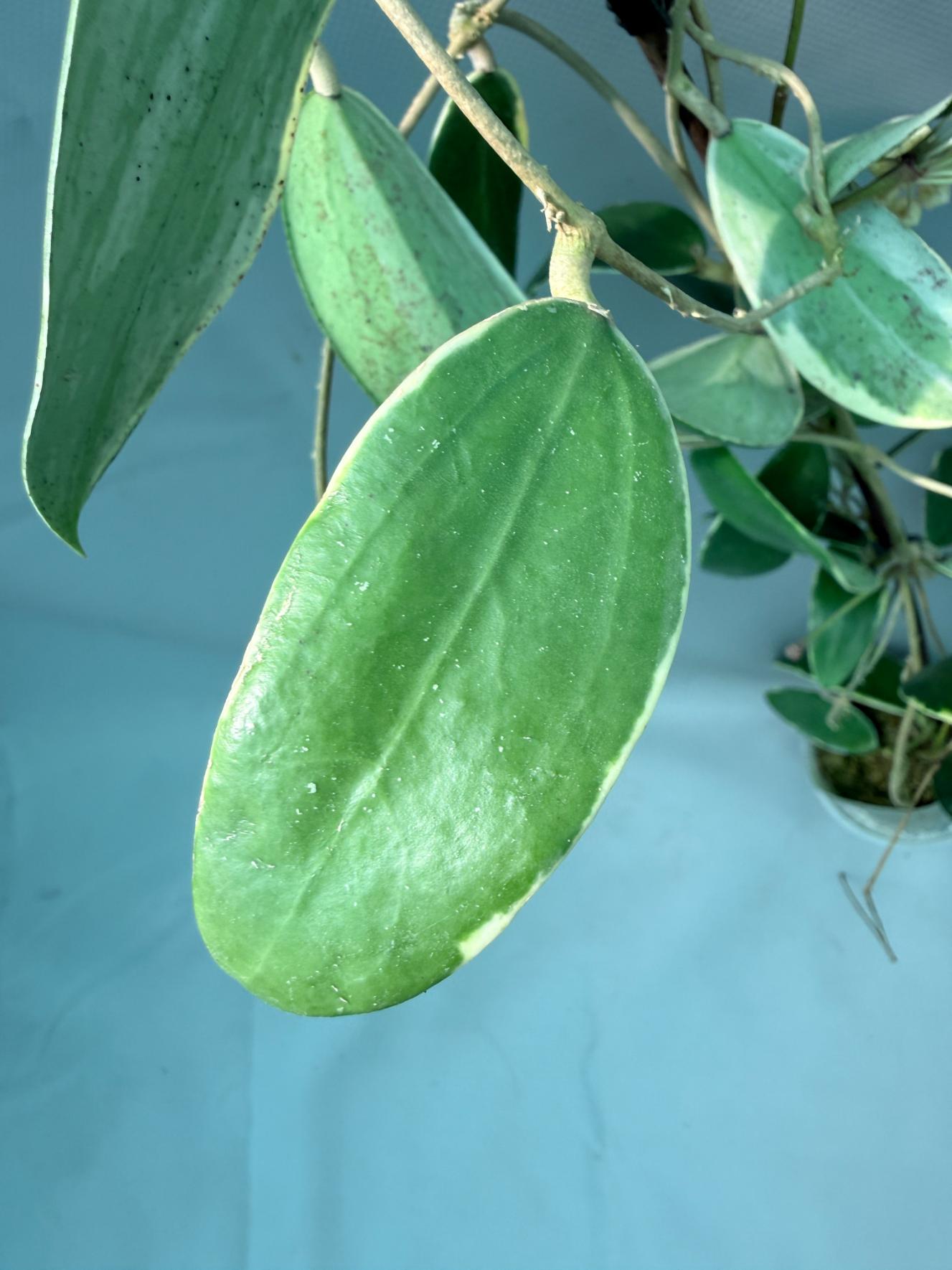 Hoya Acuta Albomarginata with flowers 6