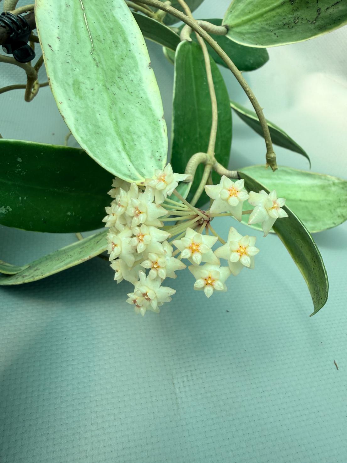 Hoya Acuta Albomarginata with flowers