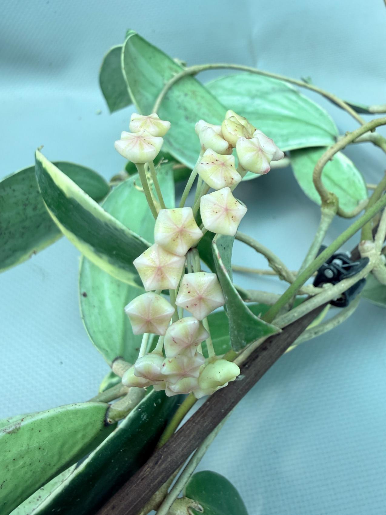 Hoya Acuta Albomarginata with flowers 7