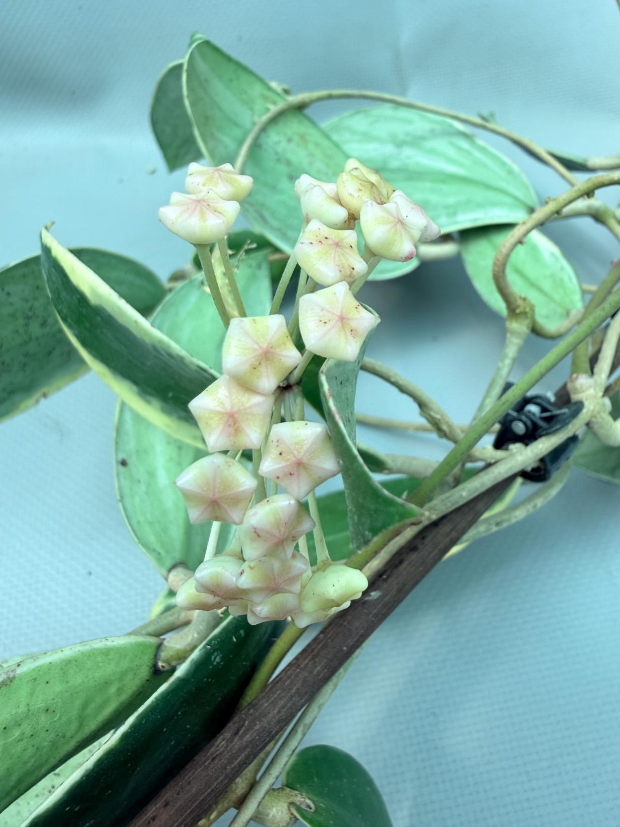 Hoya Acuta Albomarginata with flowers 8