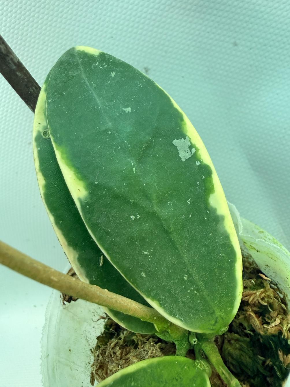 Hoya Acuta Albomarginata with flowers 10