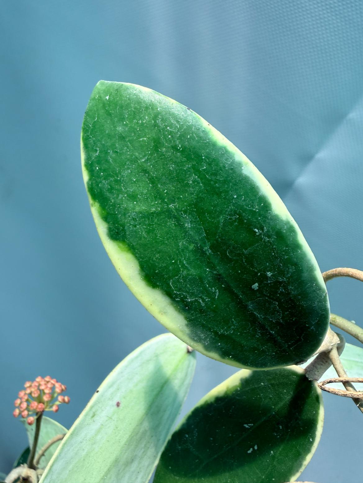 Hoya Acuta Albomarginata with flowers 12
