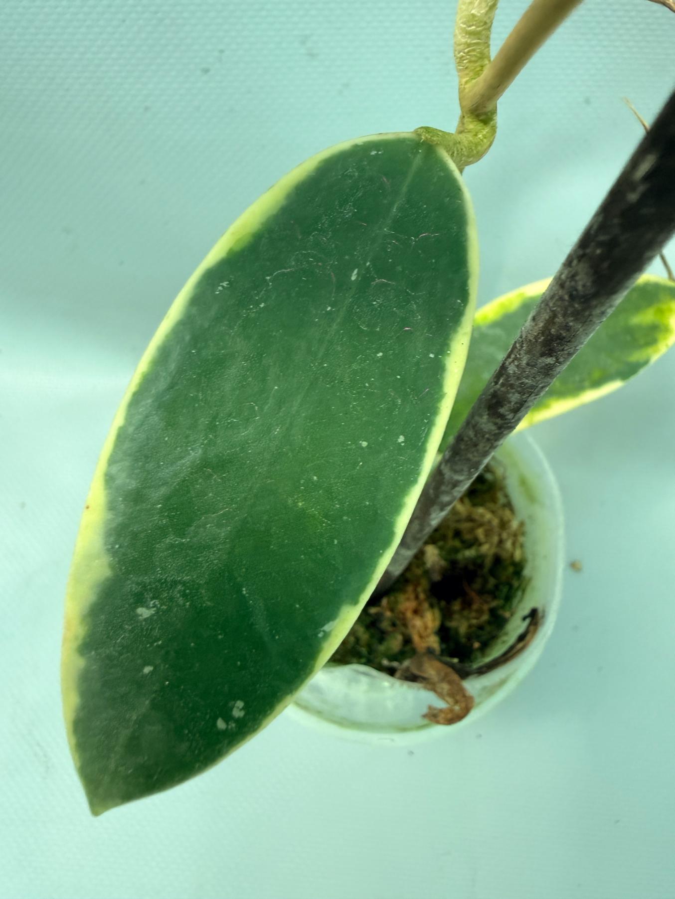 Hoya Acuta Albomarginata with flowers 13