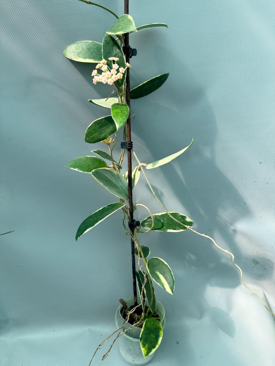 Hoya Acuta Albomarginata with flowers