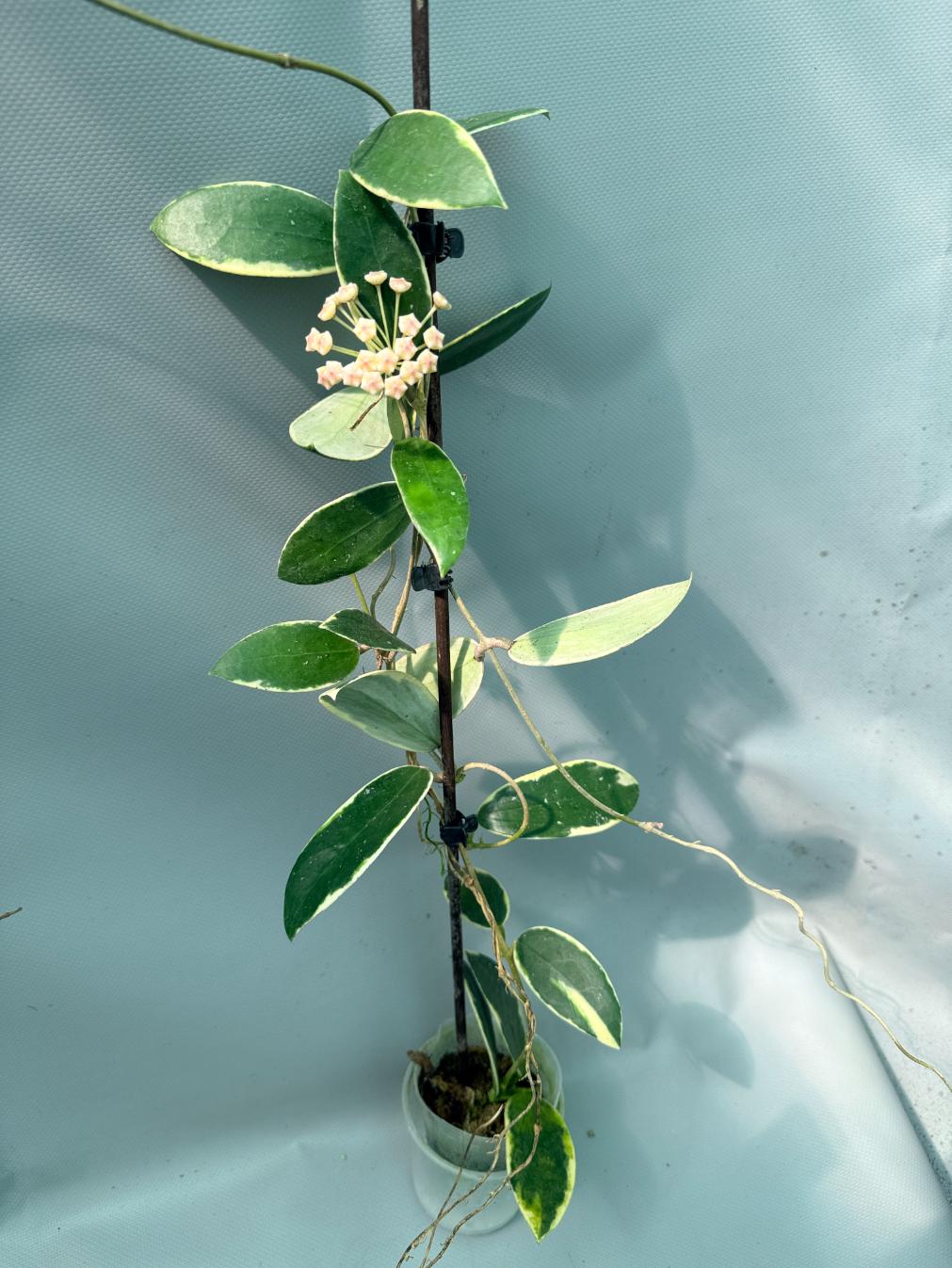 Hoya Acuta Albomarginata with flowers 2