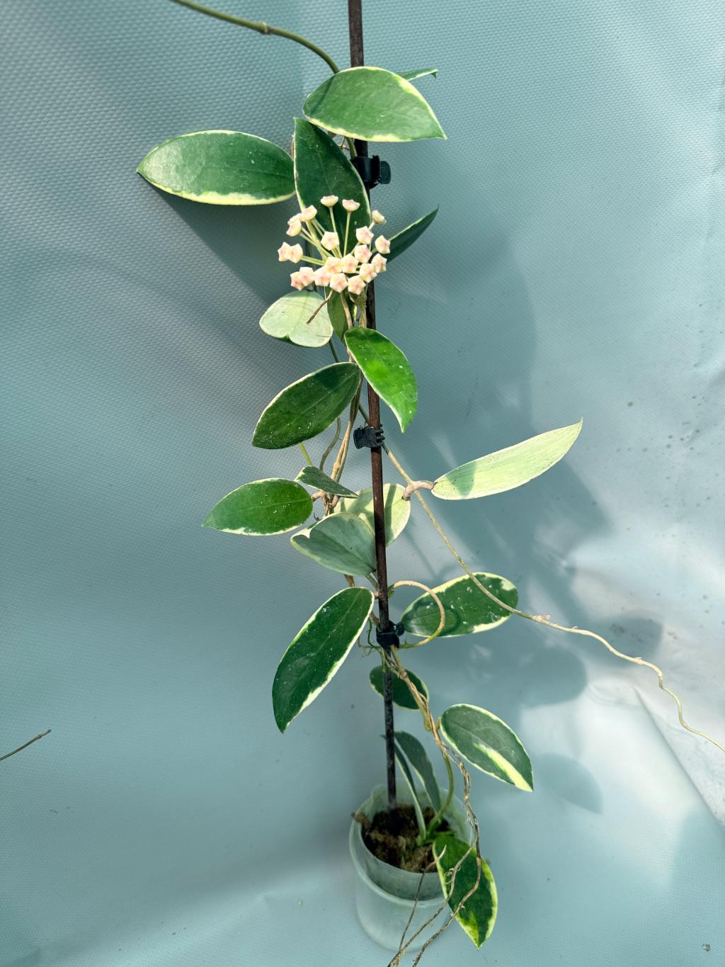 Hoya Acuta Albomarginata with flowers 3
