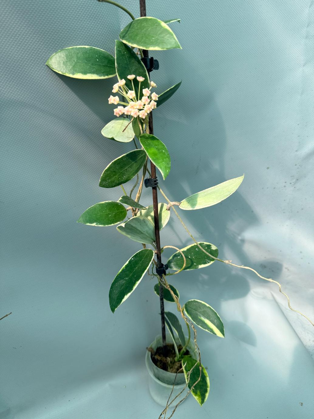 Hoya Acuta Albomarginata with flowers 4