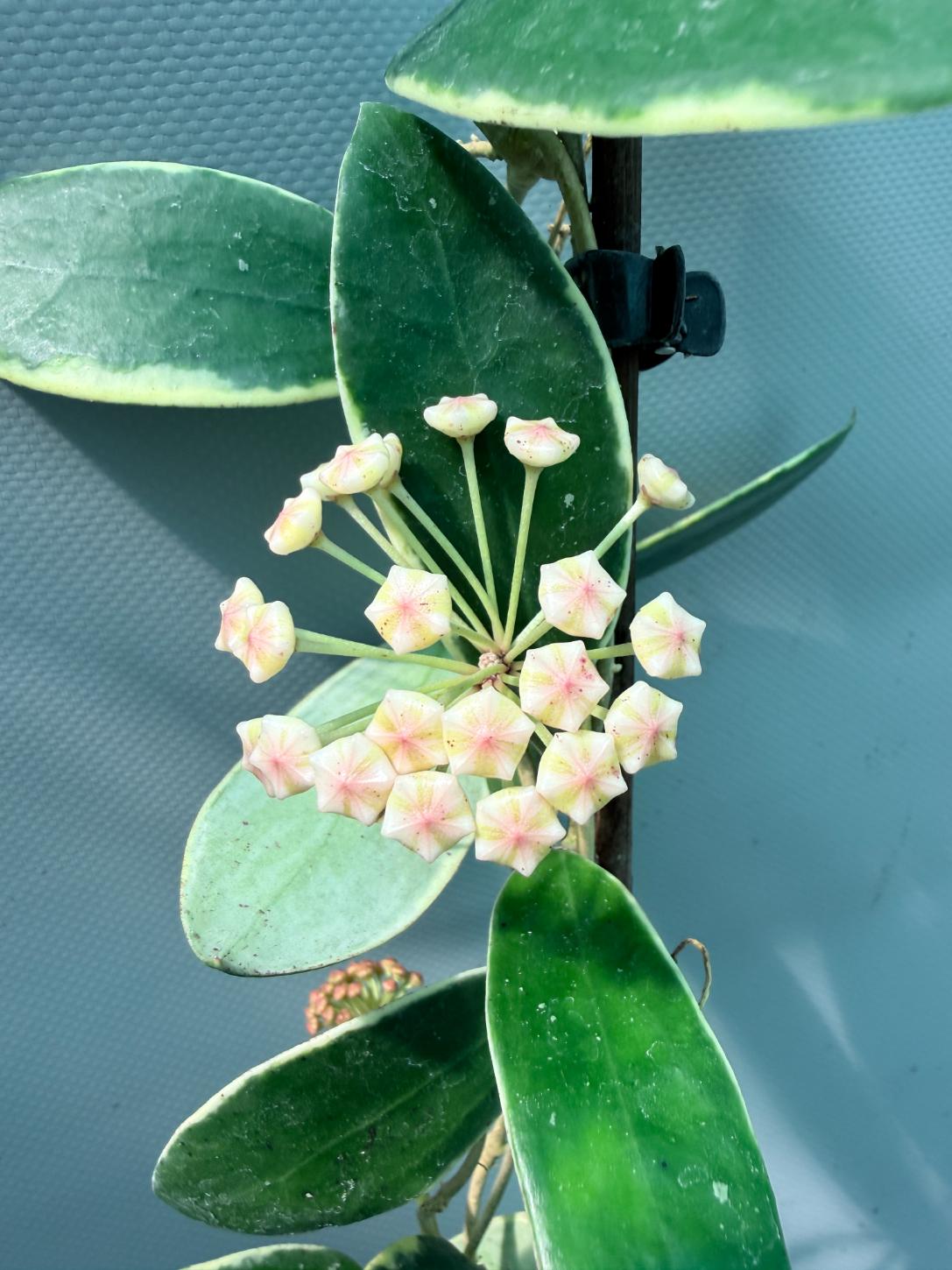 Hoya Acuta Albomarginata with flowers 5
