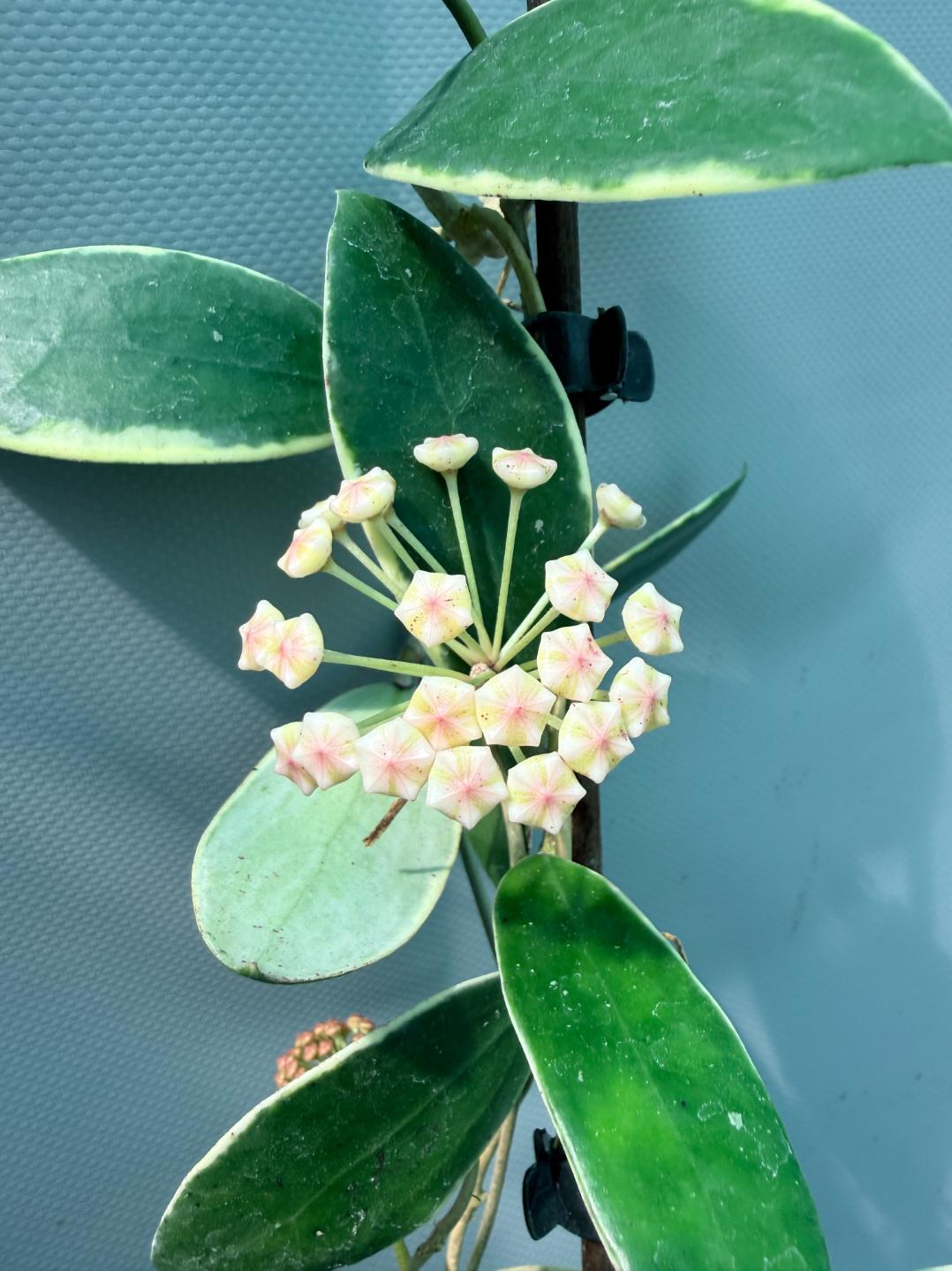 Hoya Acuta Albomarginata with flowers 6