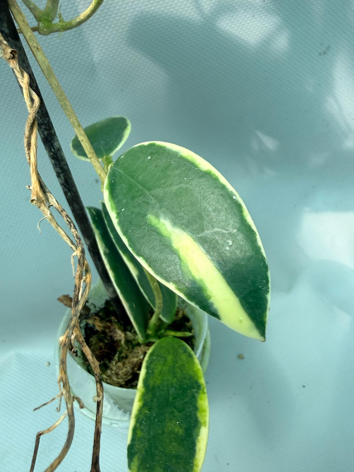 Hoya Acuta Albomarginata with flowers 7