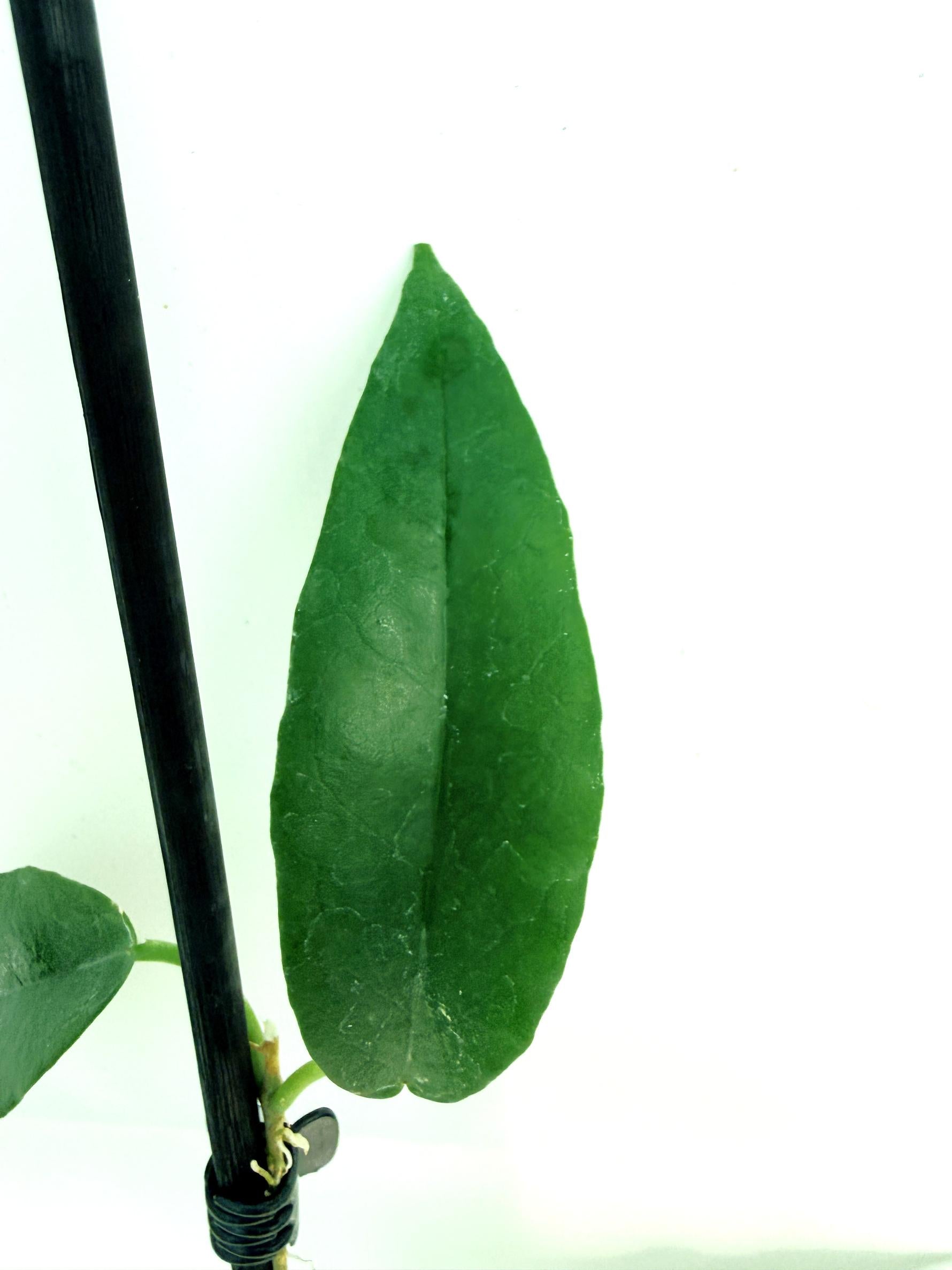 Hoya Archboldiana 5