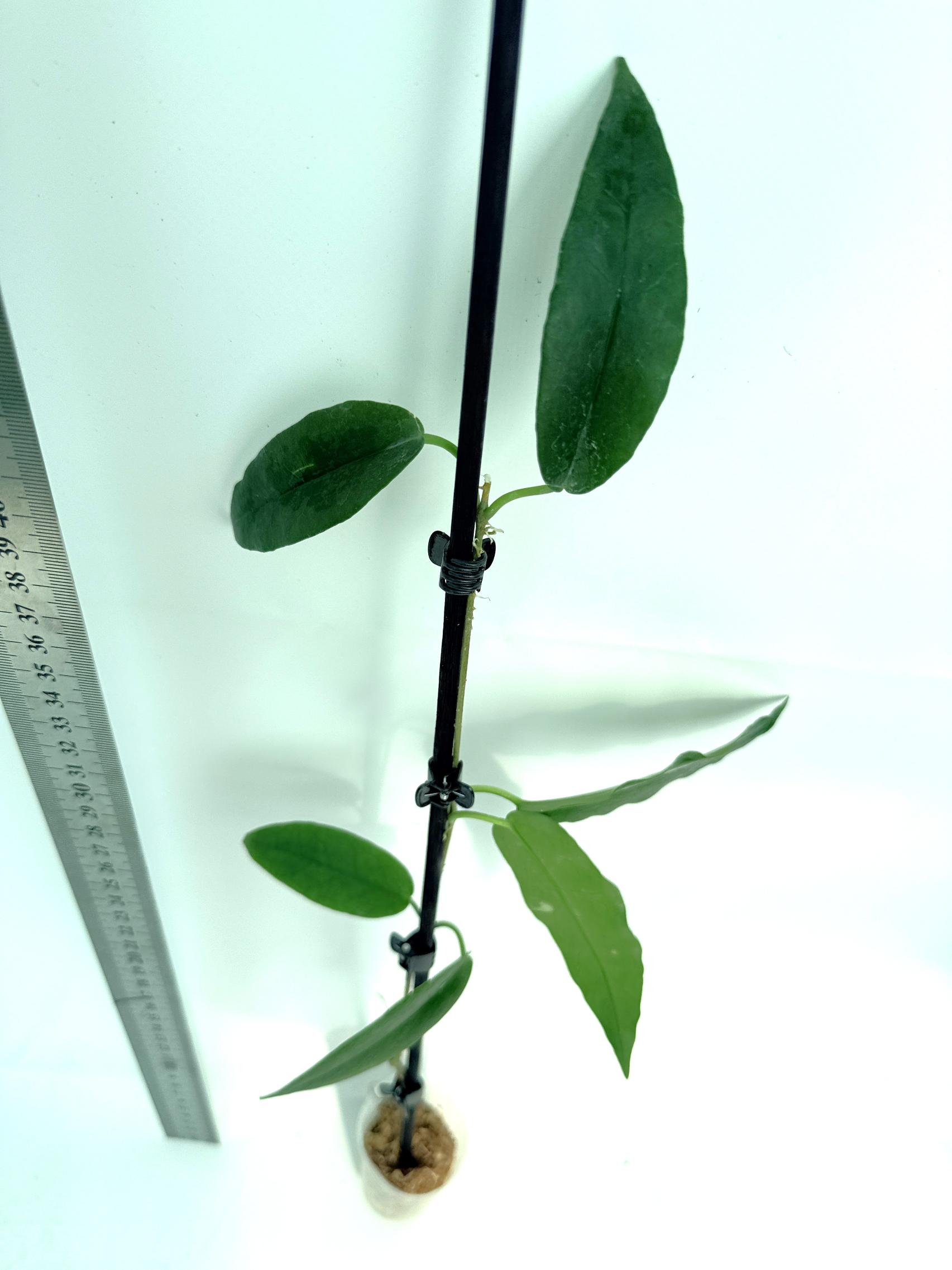 Hoya Archboldiana 9