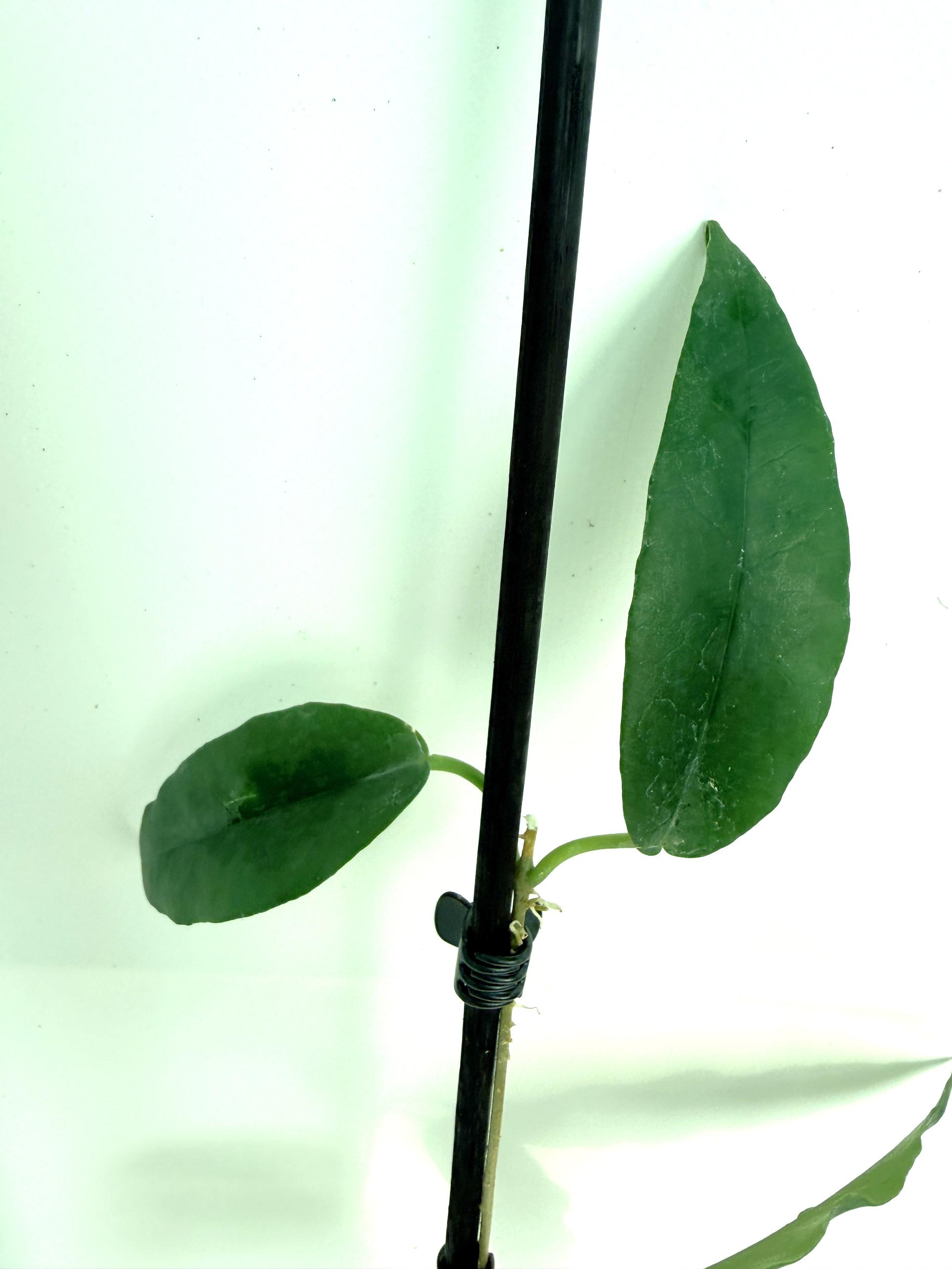 Hoya Archboldiana 2