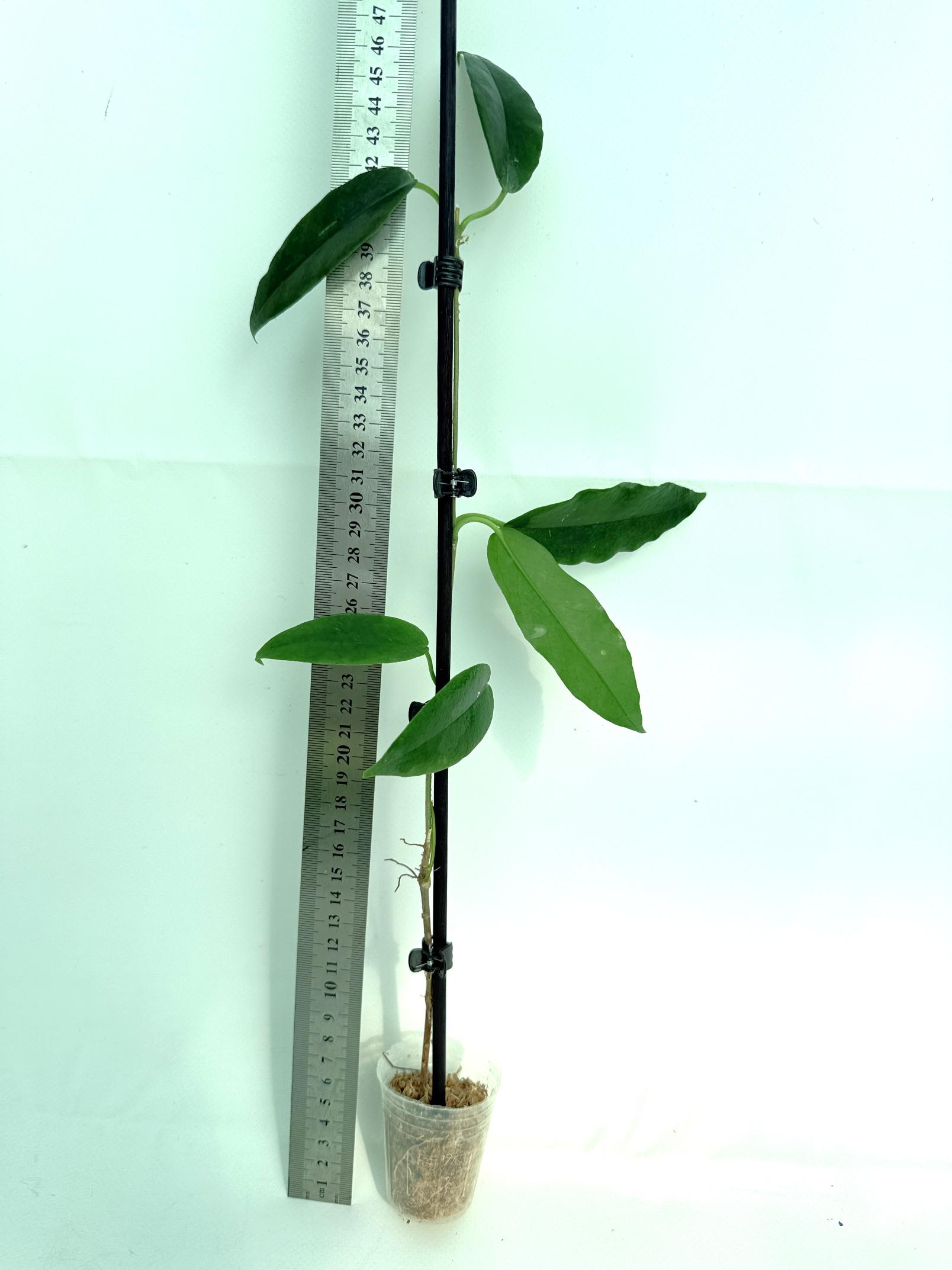Hoya Archboldiana 1