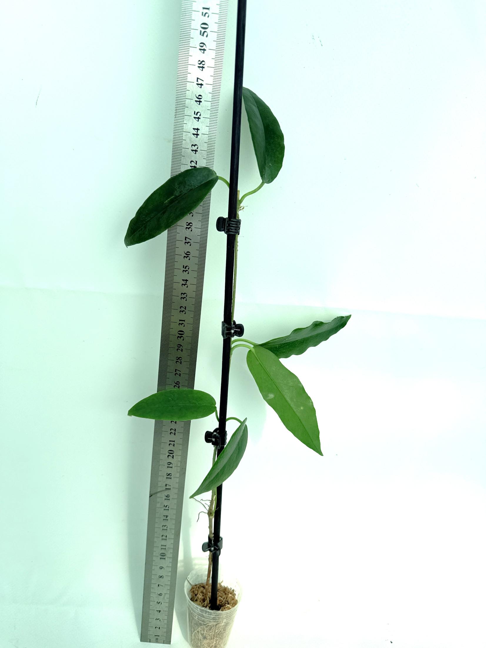 Hoya Archboldiana 3