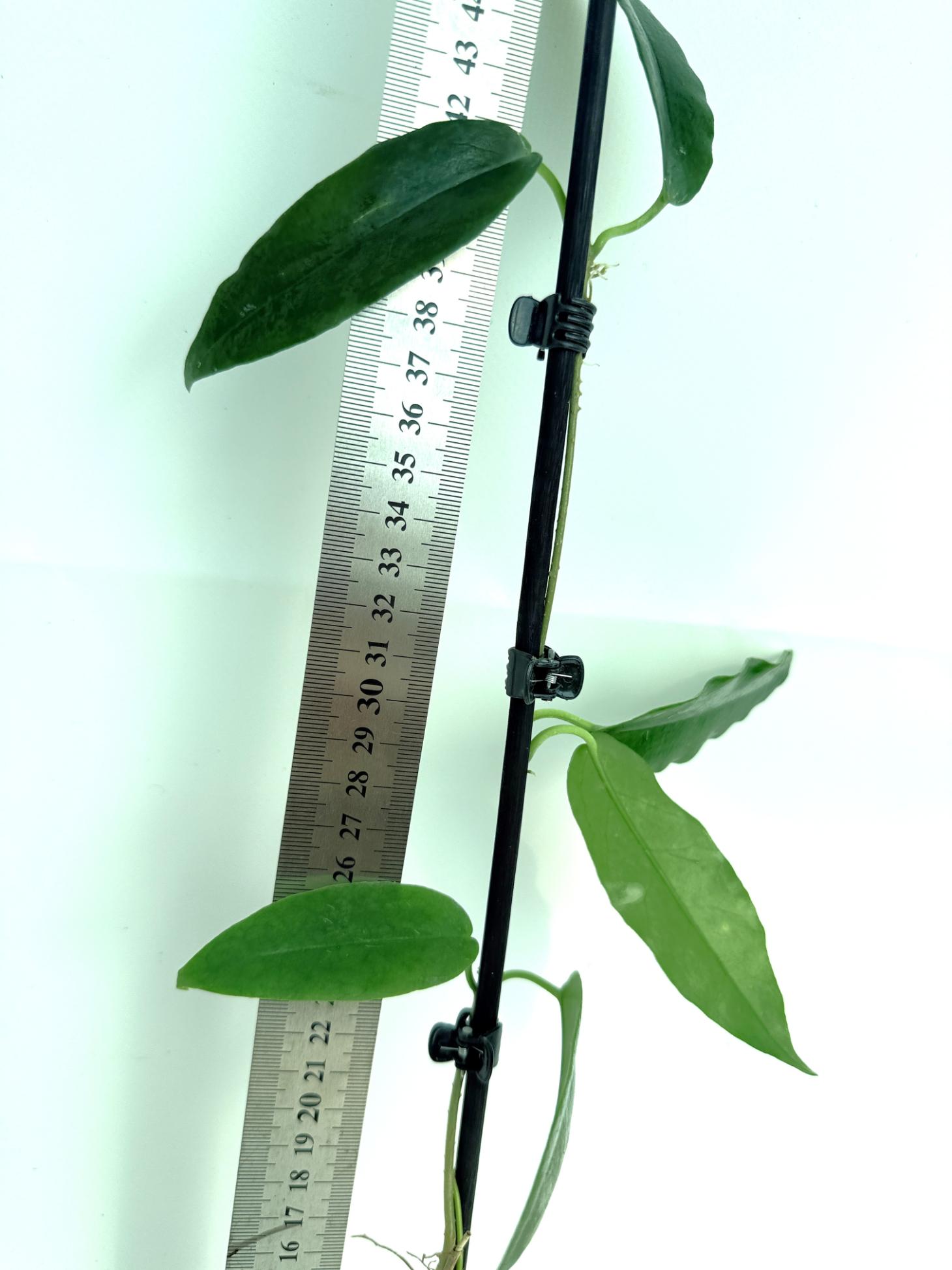 Hoya Archboldiana 4