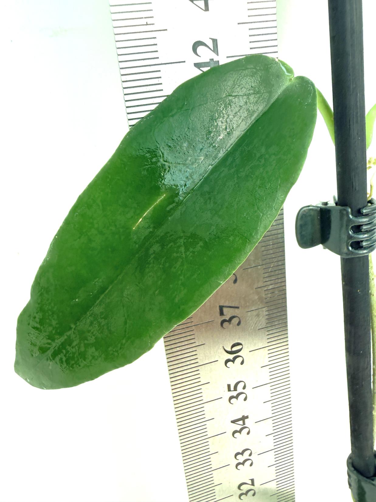 Hoya Archboldiana 6