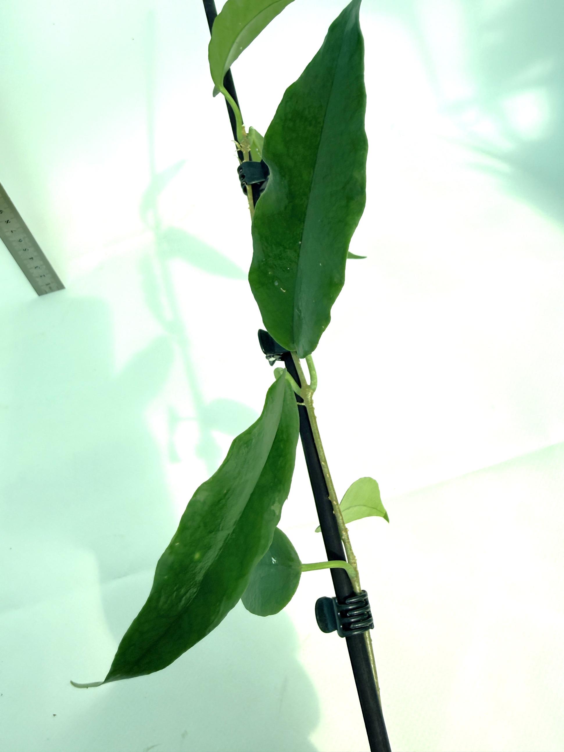 Hoya Archboldiana 8