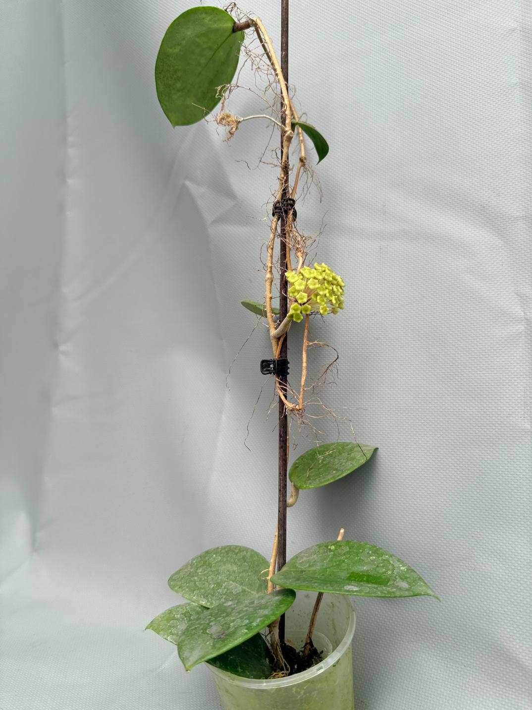 Hoya BP 06 Albomarginata 07