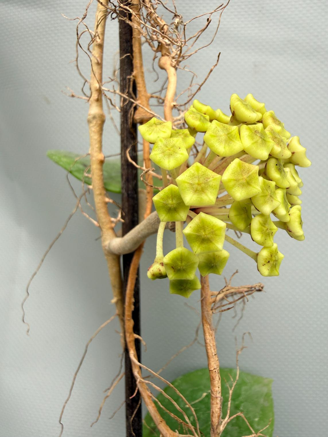 Hoya BP 06 Albomarginata 08