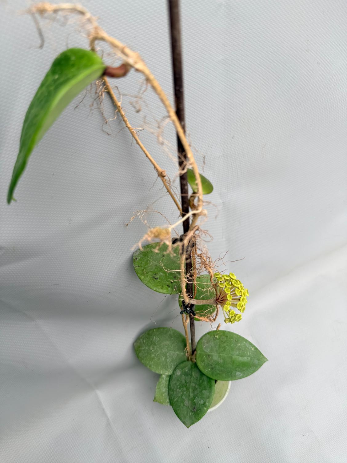 Hoya BP 06 Albomarginata 01