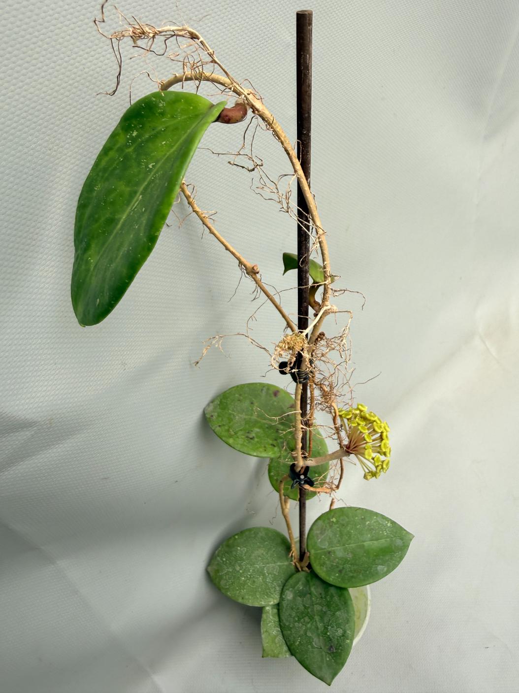 Hoya BP 06 Albomarginata 02