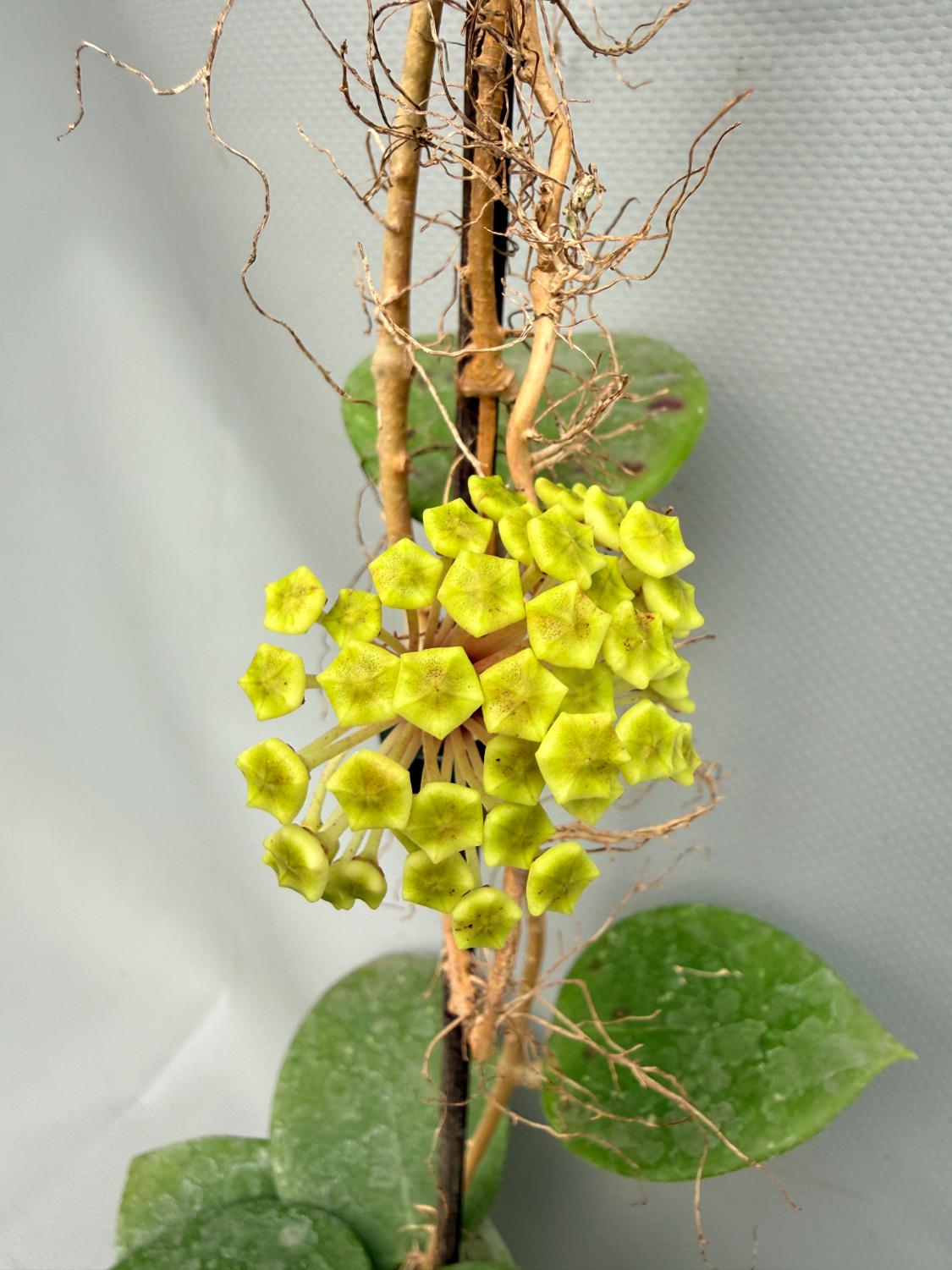Hoya BP 06 Albomarginata 03
