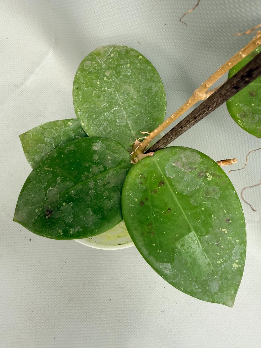 Hoya BP 06 Albomarginata 04