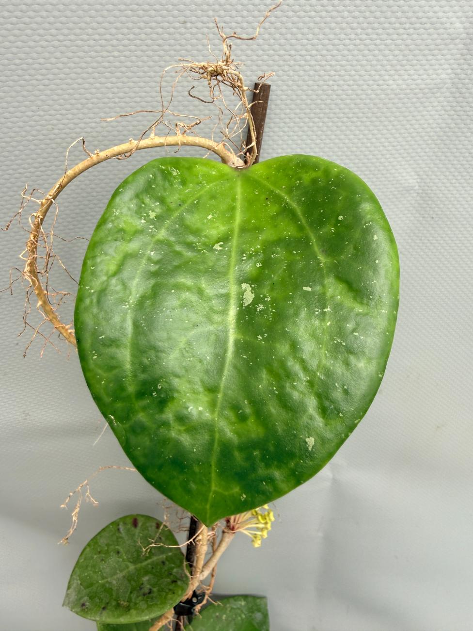 Hoya BP 06 Albomarginata 05