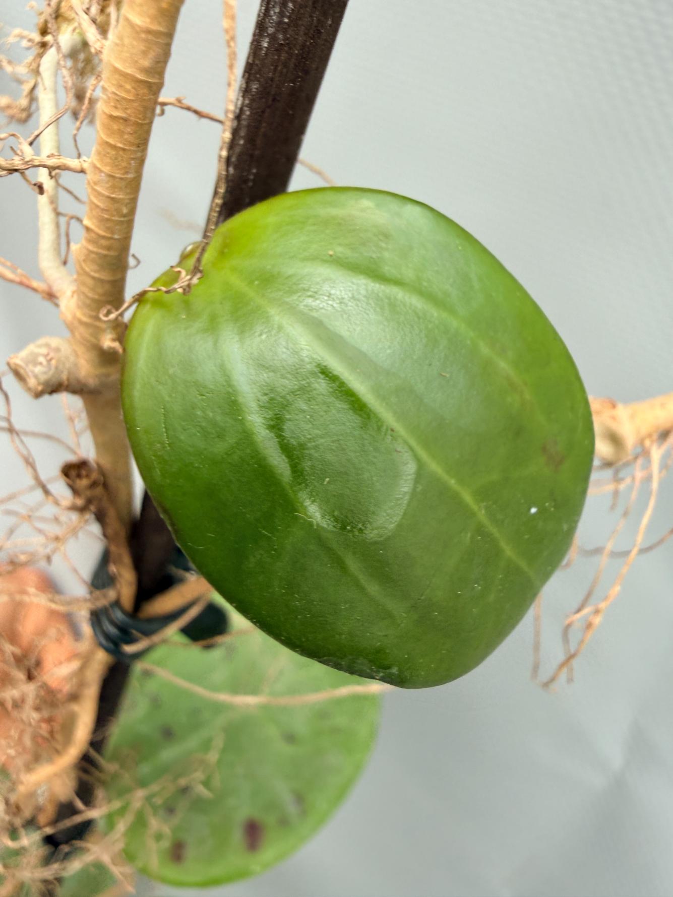 Hoya BP 06 Albomarginata 06