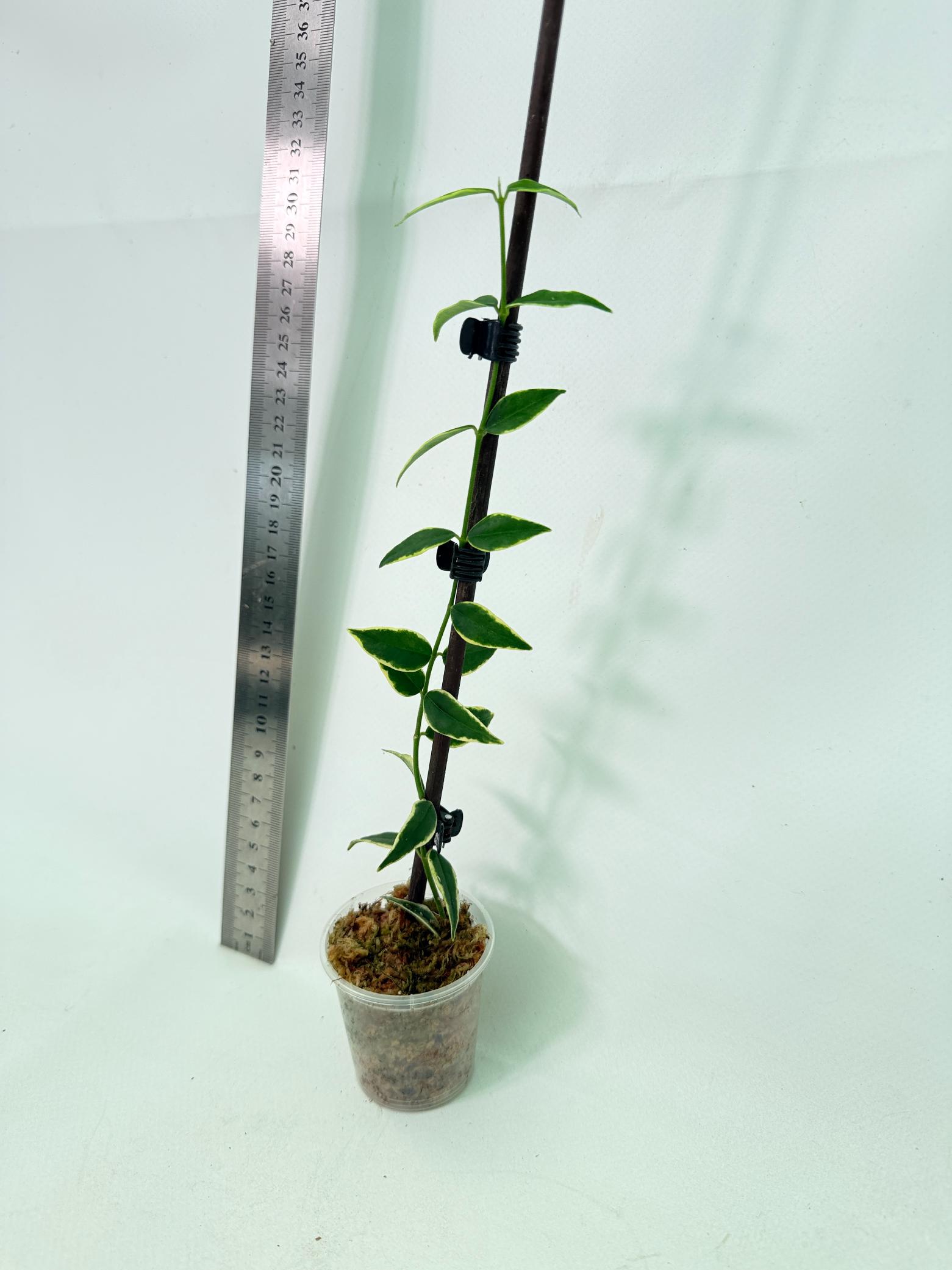Hoya Bella variegata XL