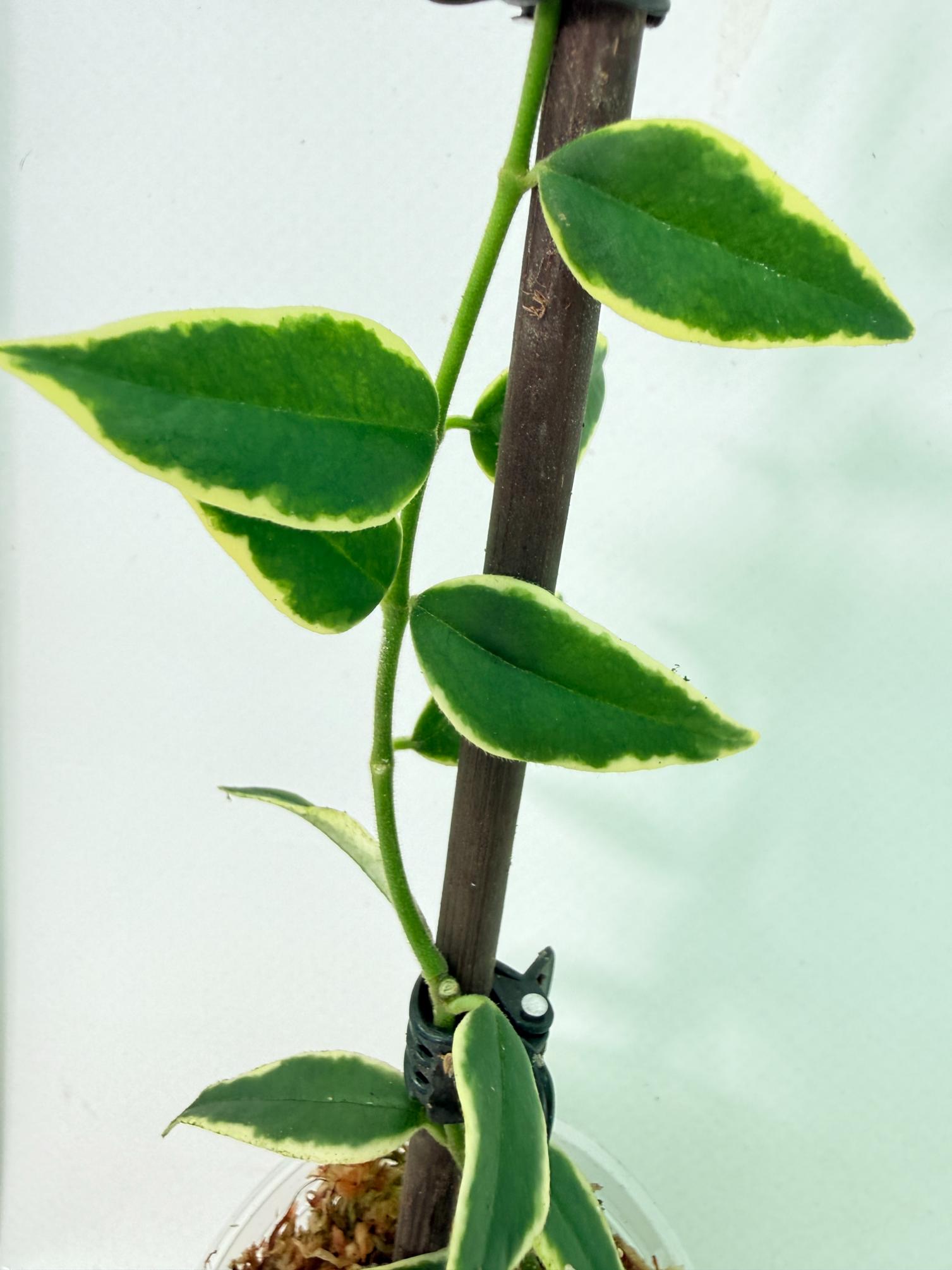 Hoya Bella variegata XL