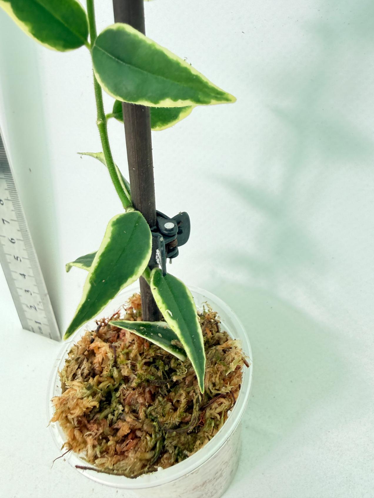 Hoya Bella variegata XL