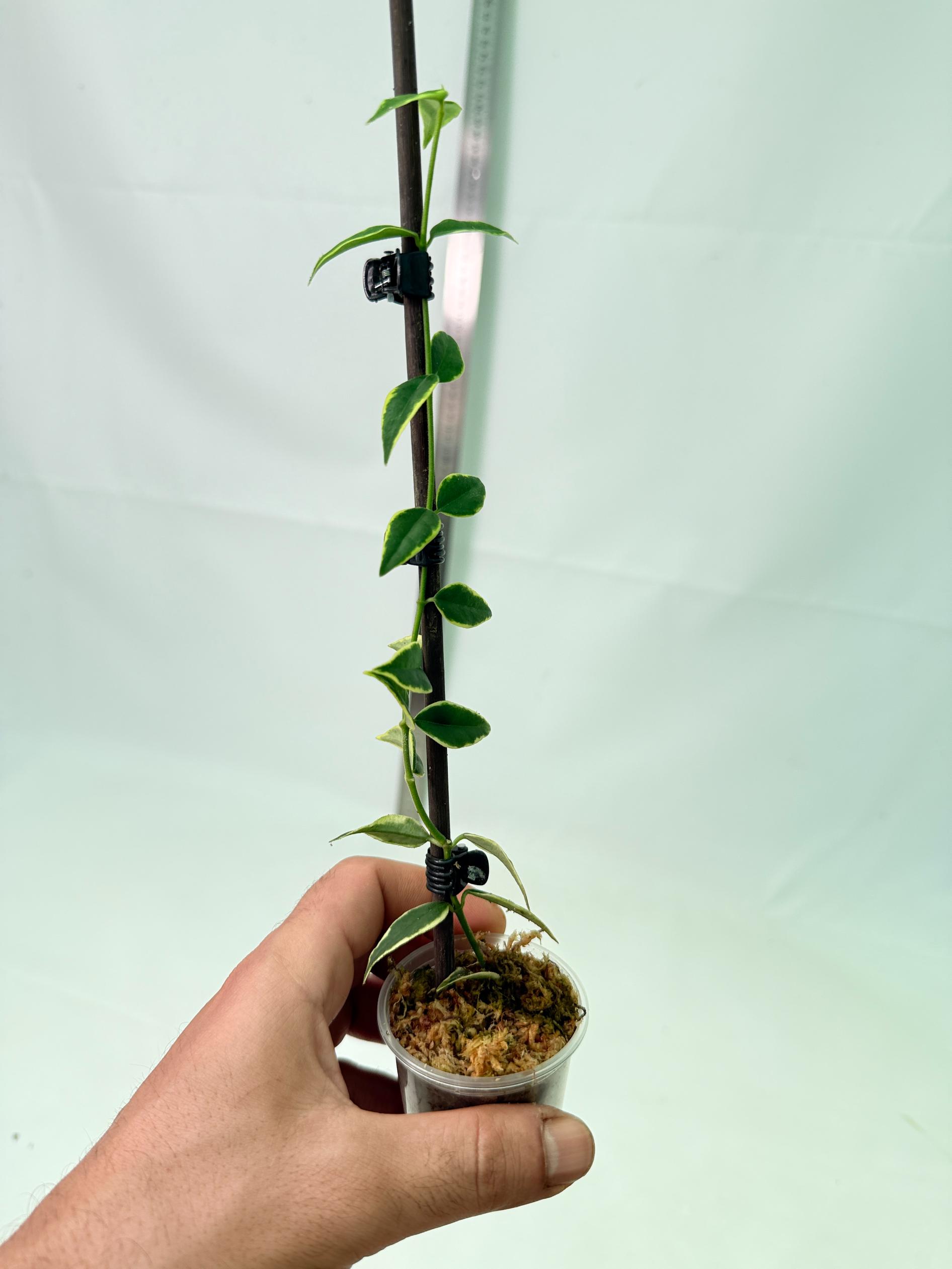 Hoya Bella variegata XL